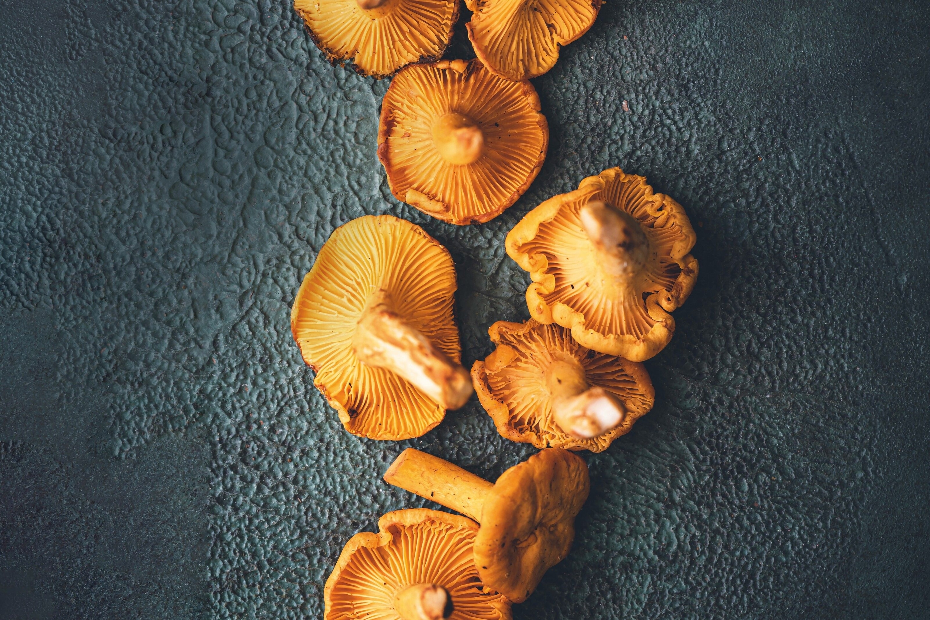 Golden chanterelles.