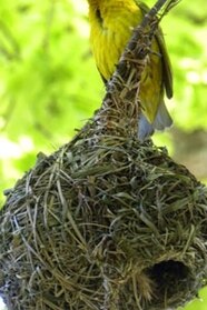 African Weaver Bird Nest