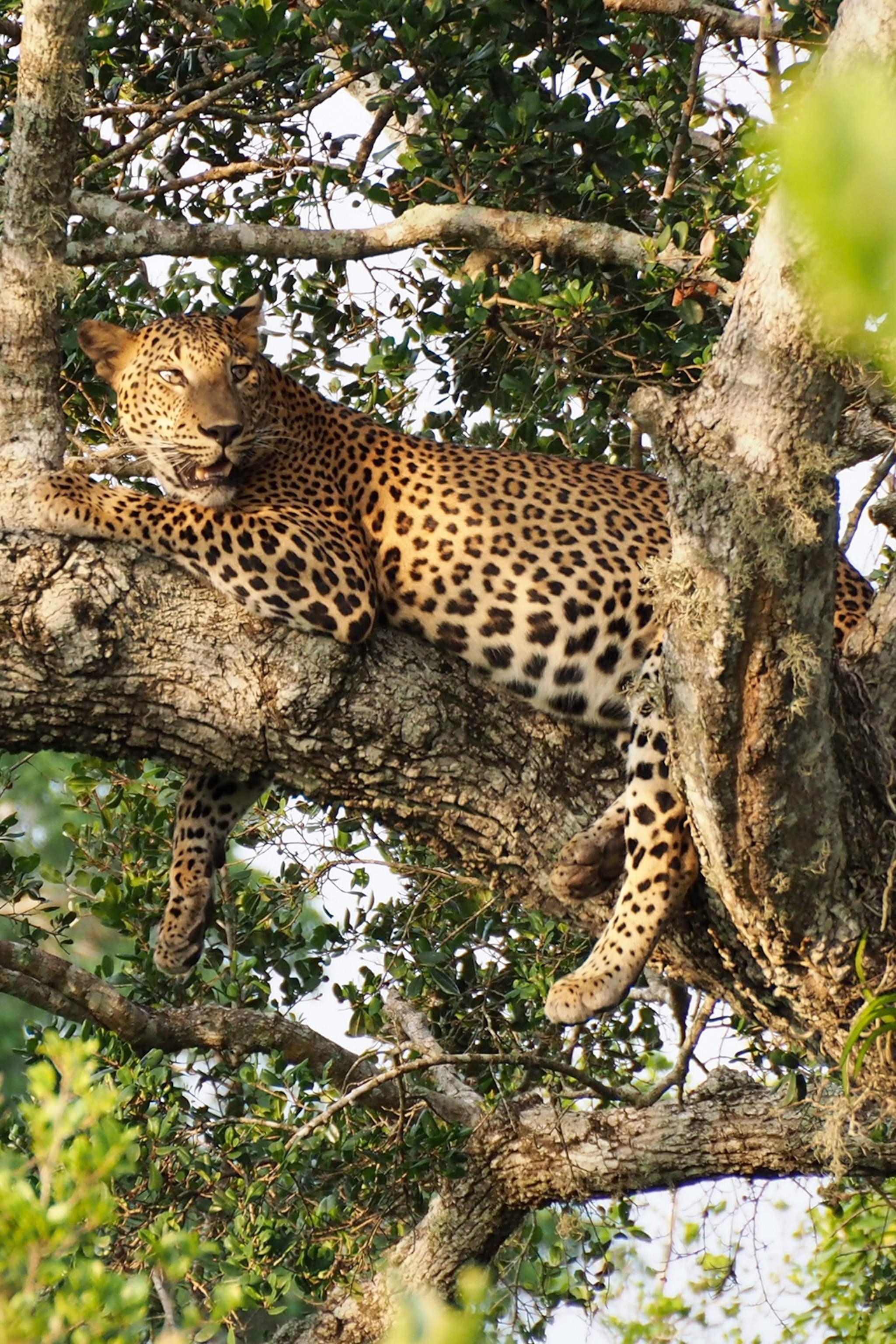 A leopard hiding out in a tree top.