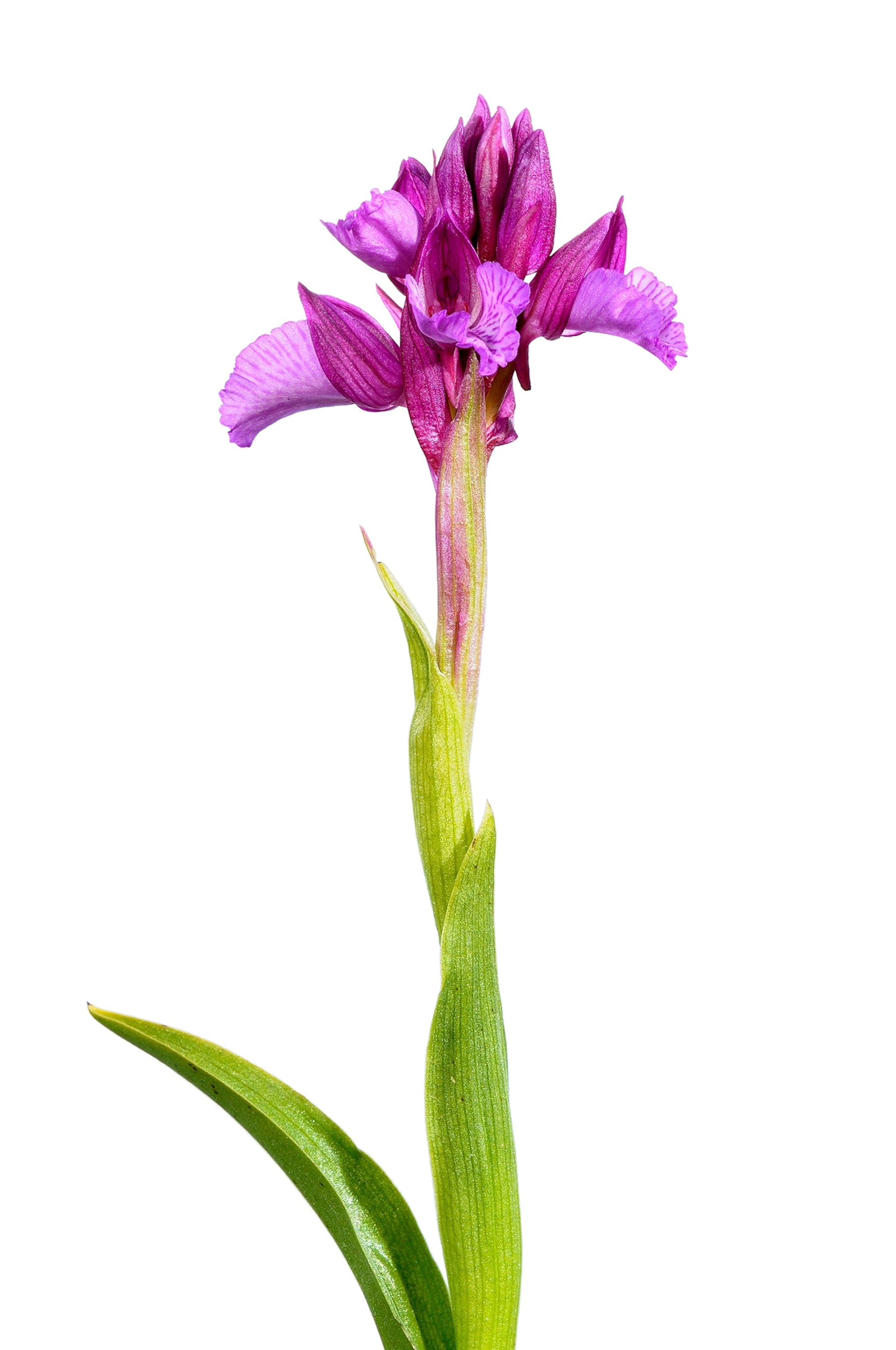 anacamptis papilionacea
