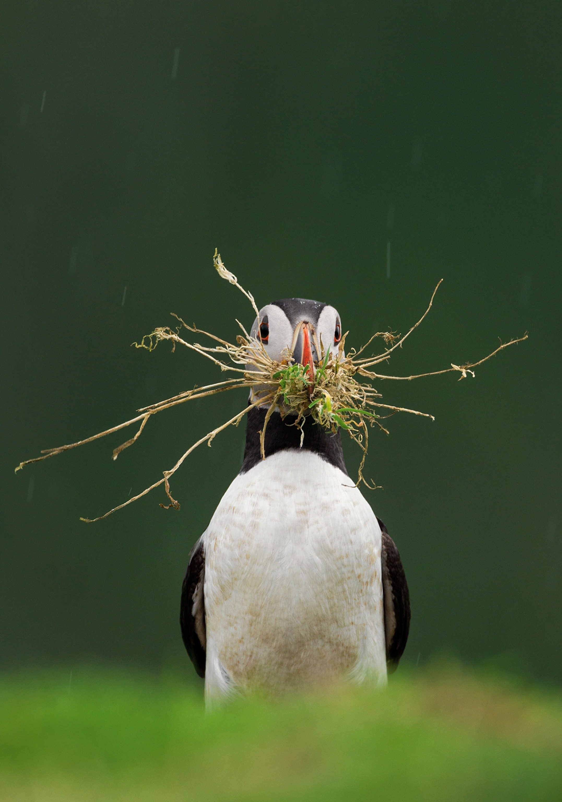 Puffin Collecting Burring Materials