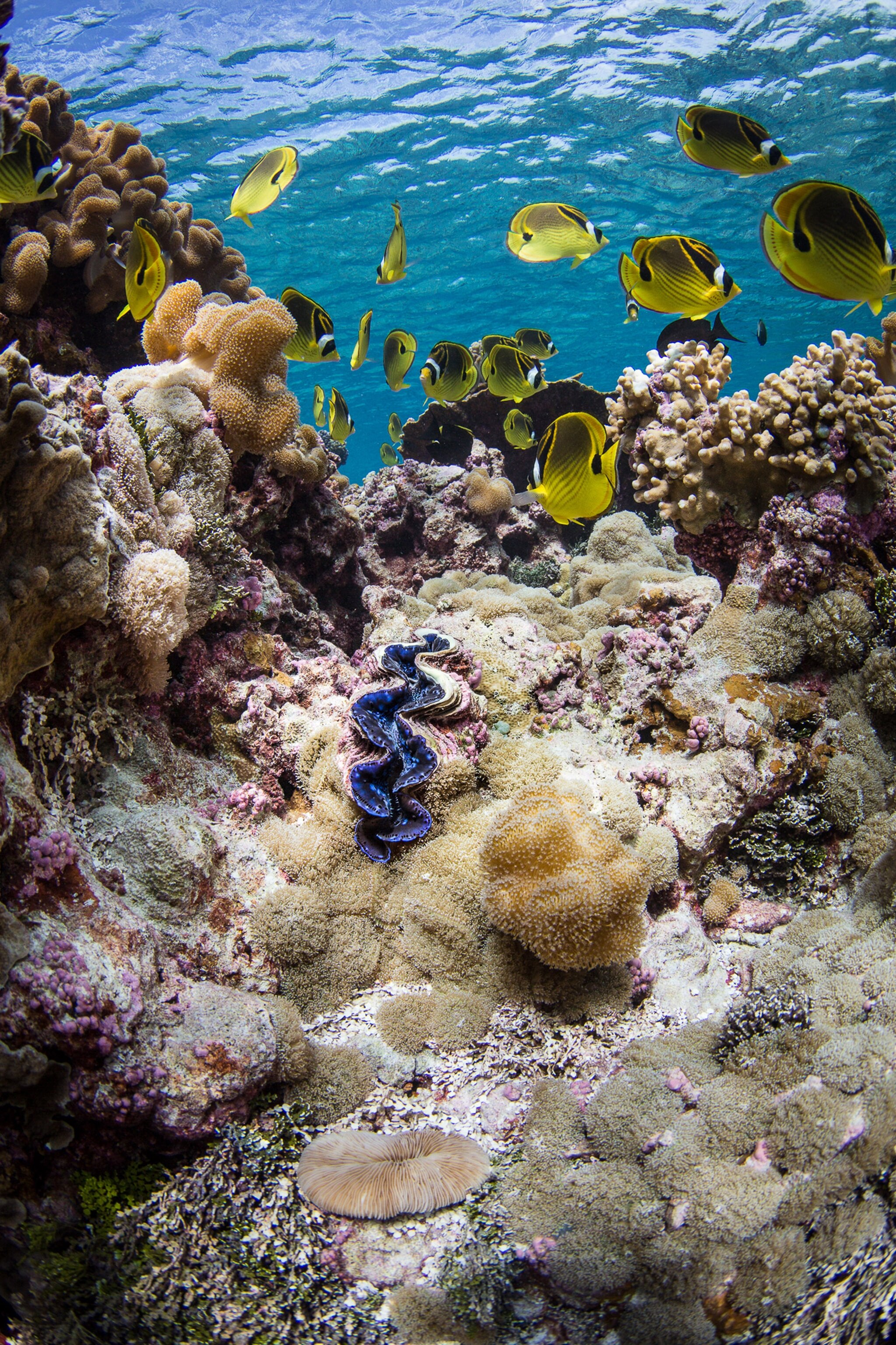 Unidentified Butterfly fish swim near an unidentified clam at Mid Pengium Spit, Palmyra Atoll.