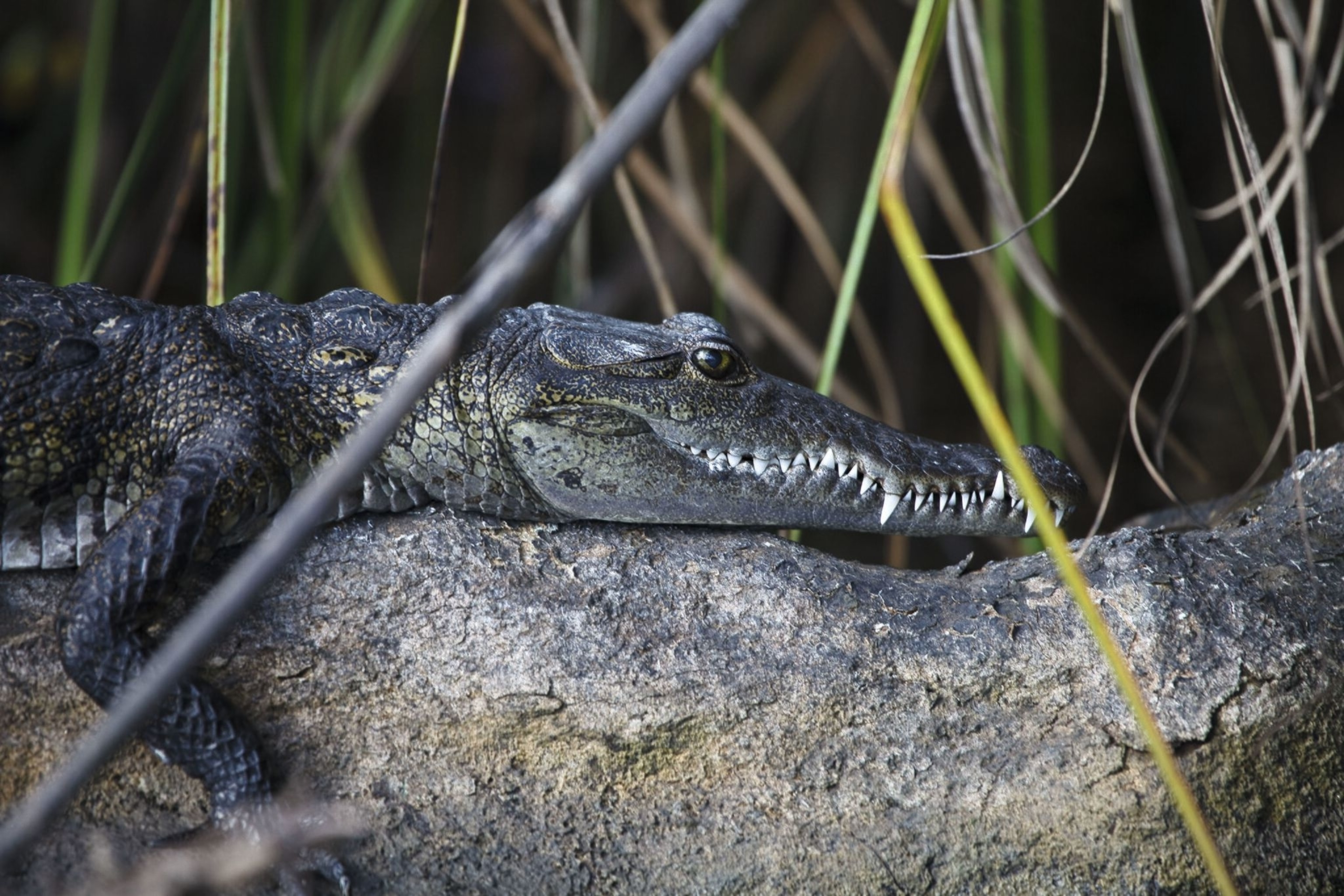 Morelet's crocodile, a healthy population of which inhabit the New River Lagoon.