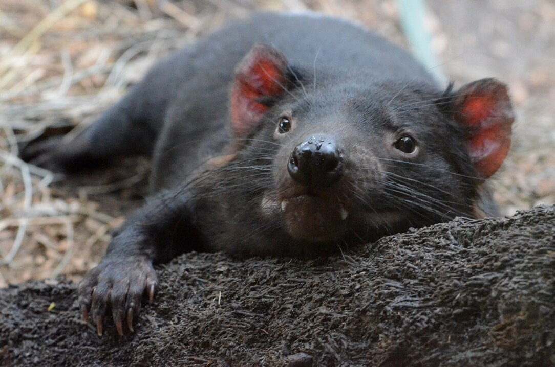 Tasmanian devil, facts and photos | National Geographic