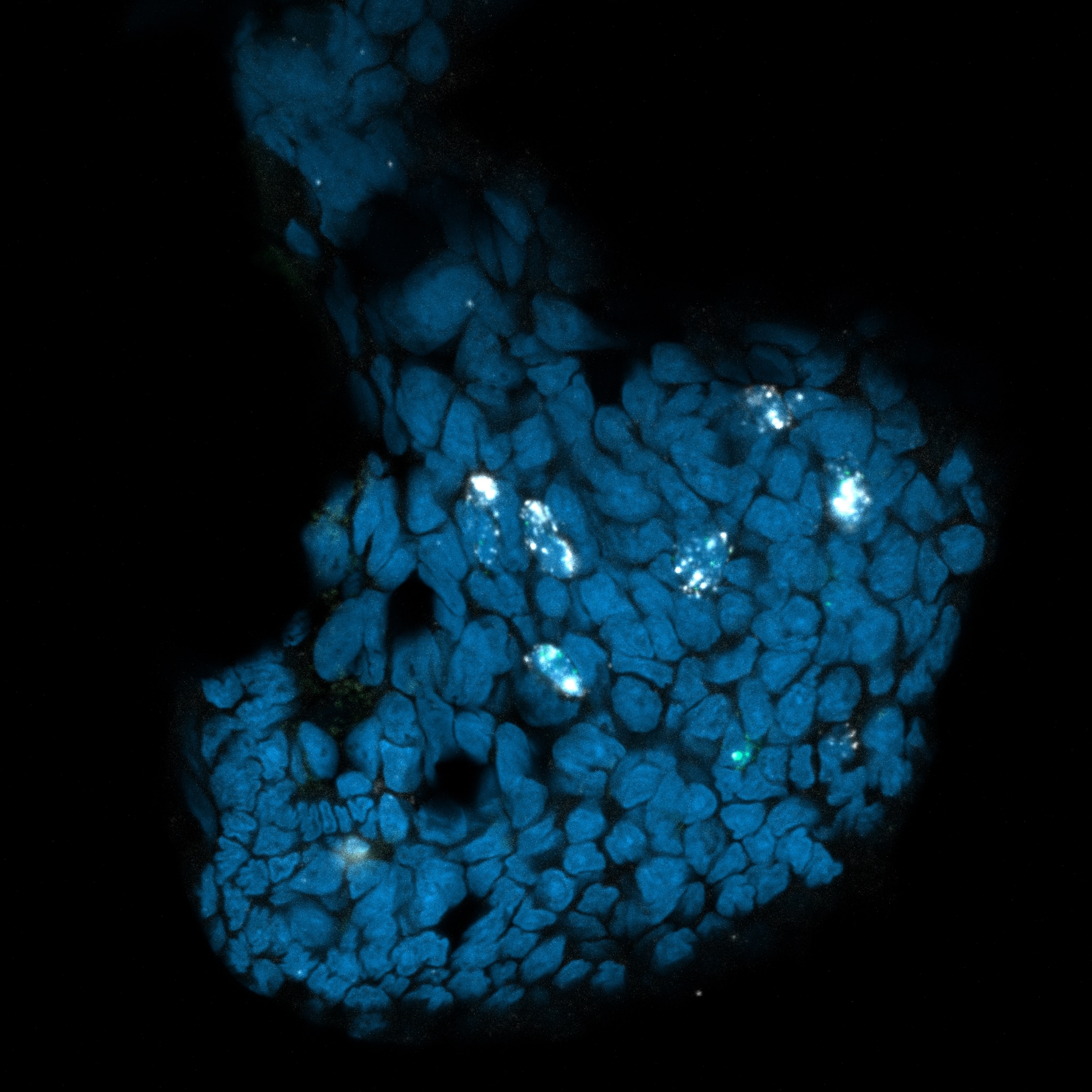 A microscopic view of the sucker of an octopus hectocotylus, which has been stained to show chemotactile receptors that glow white