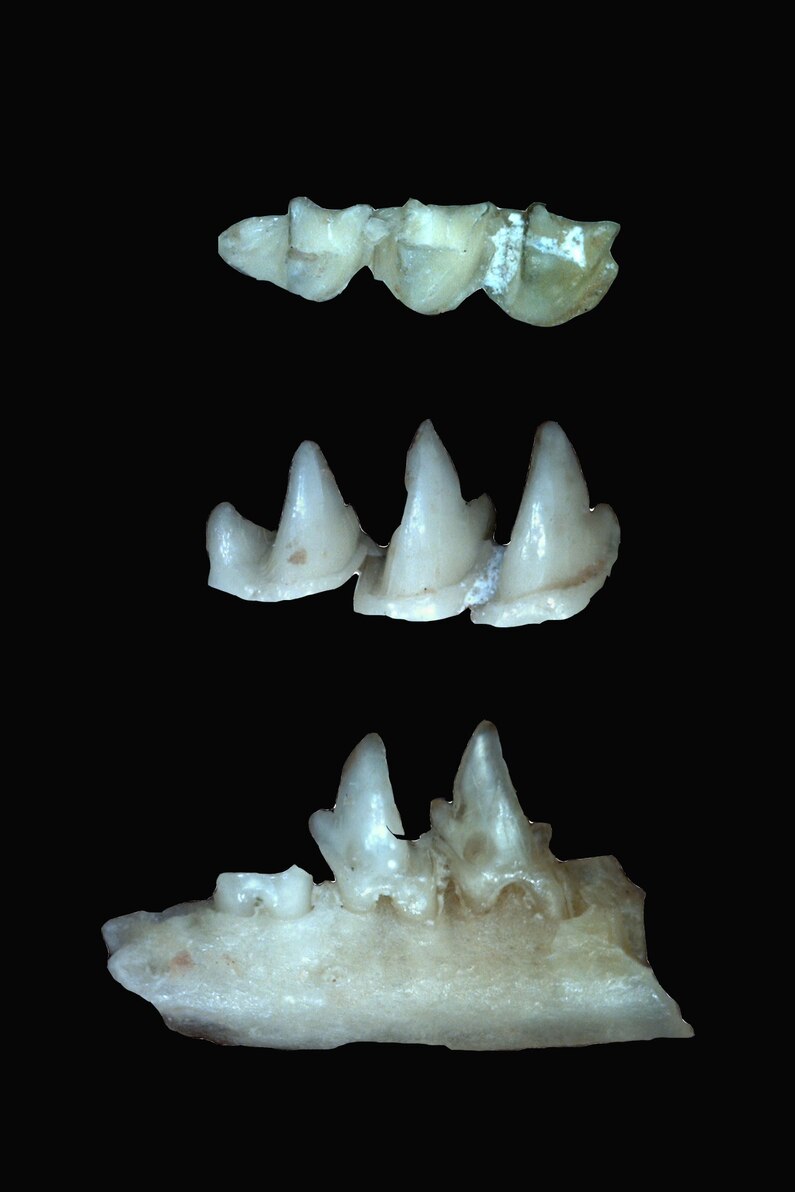 Siyah &uuml;zerine oligoryctes fosilleri.