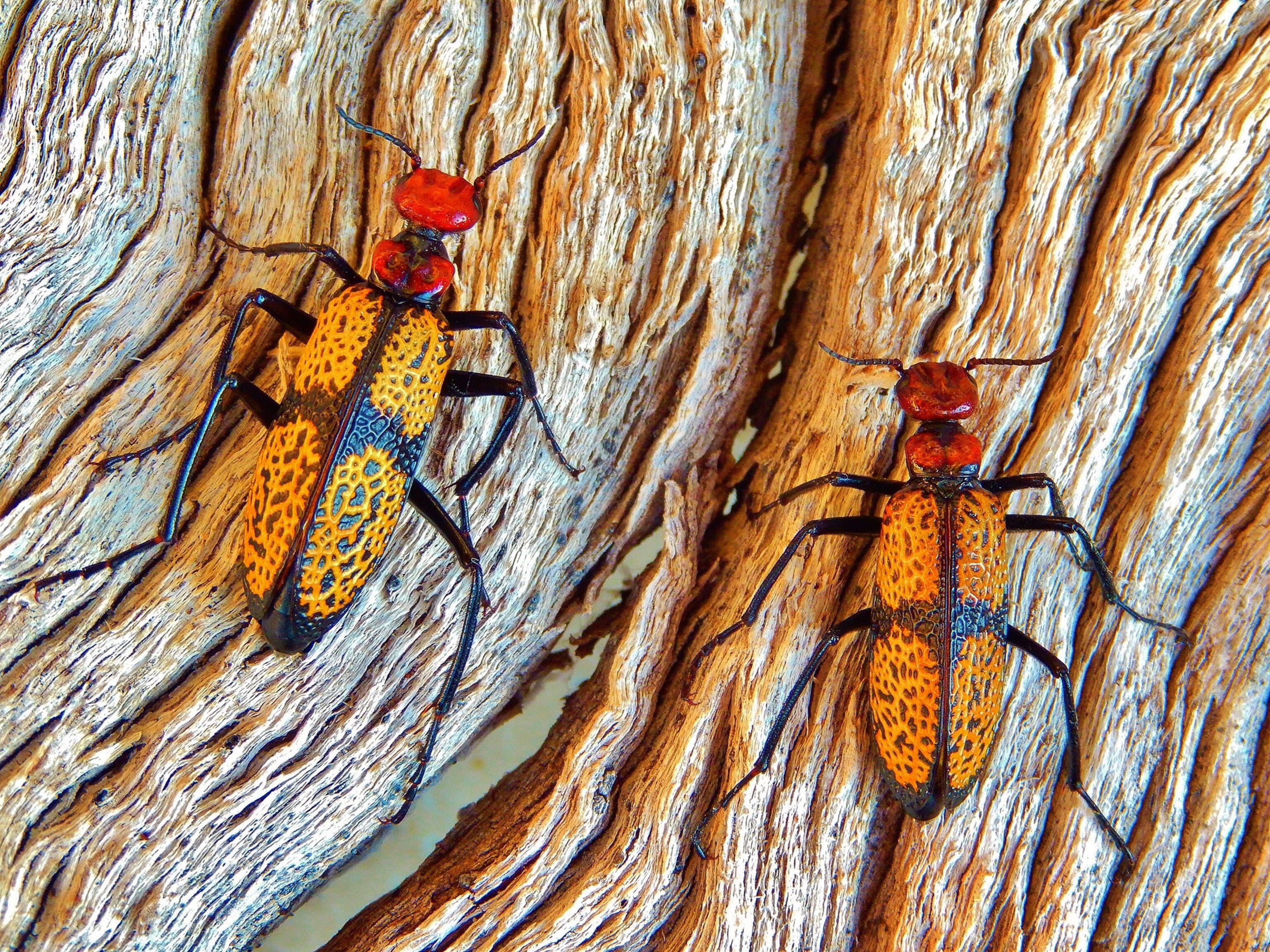 Iron Cross blister beetles in Saguaro National Park, Arizona
