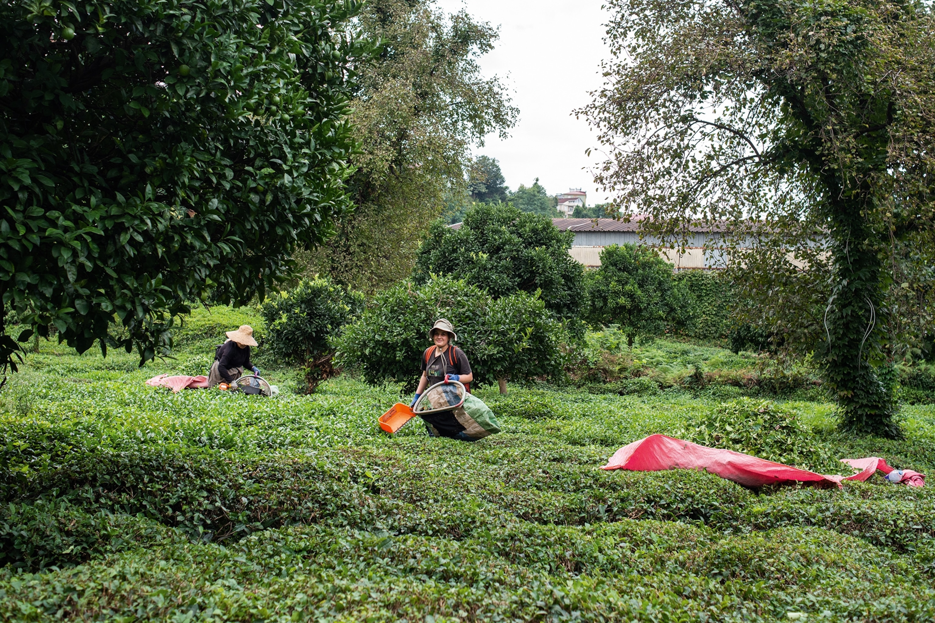 A tea plantation with houses hidden behind thick bushes in the background, as two women pick leaves with baskets.