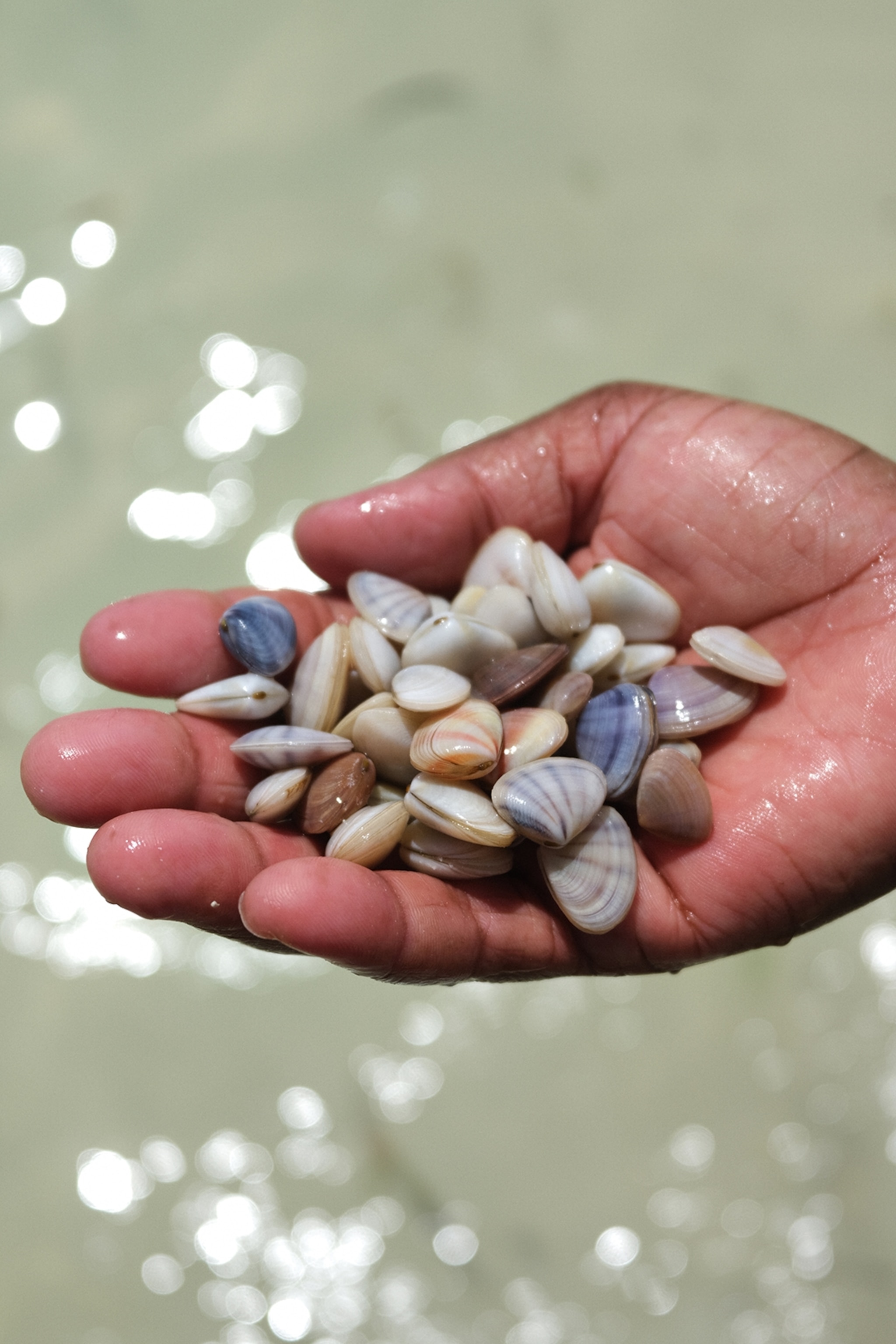 A close-up on hand holding up different small shells with ocean water in the background.