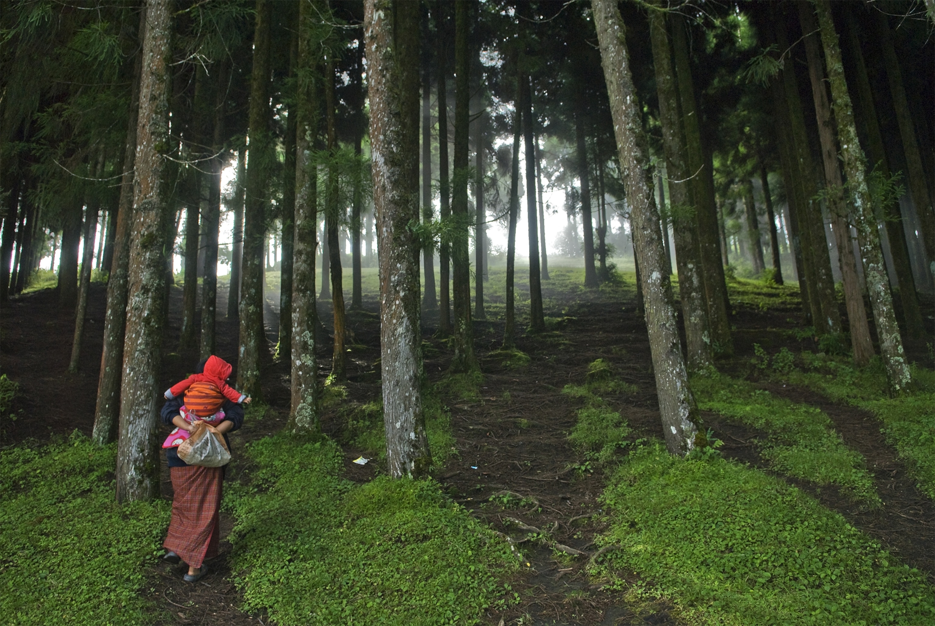 a woman carries her child through a forest of fir trees, Bhutan