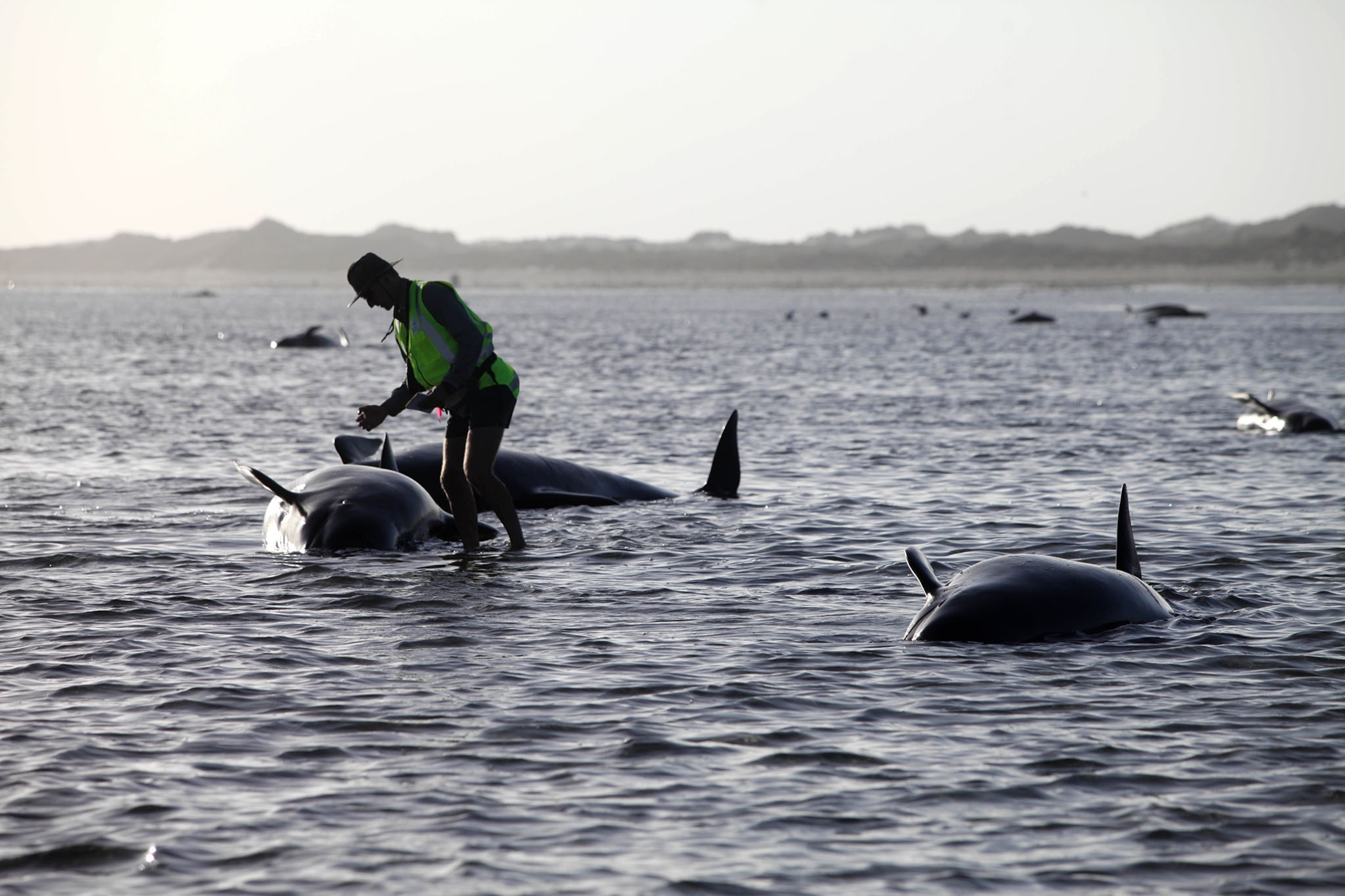 a worker tending to a whale stranded on Farewell Spit, a famous spot for whale beachings, in Golden Bay on New Zealand's South Island