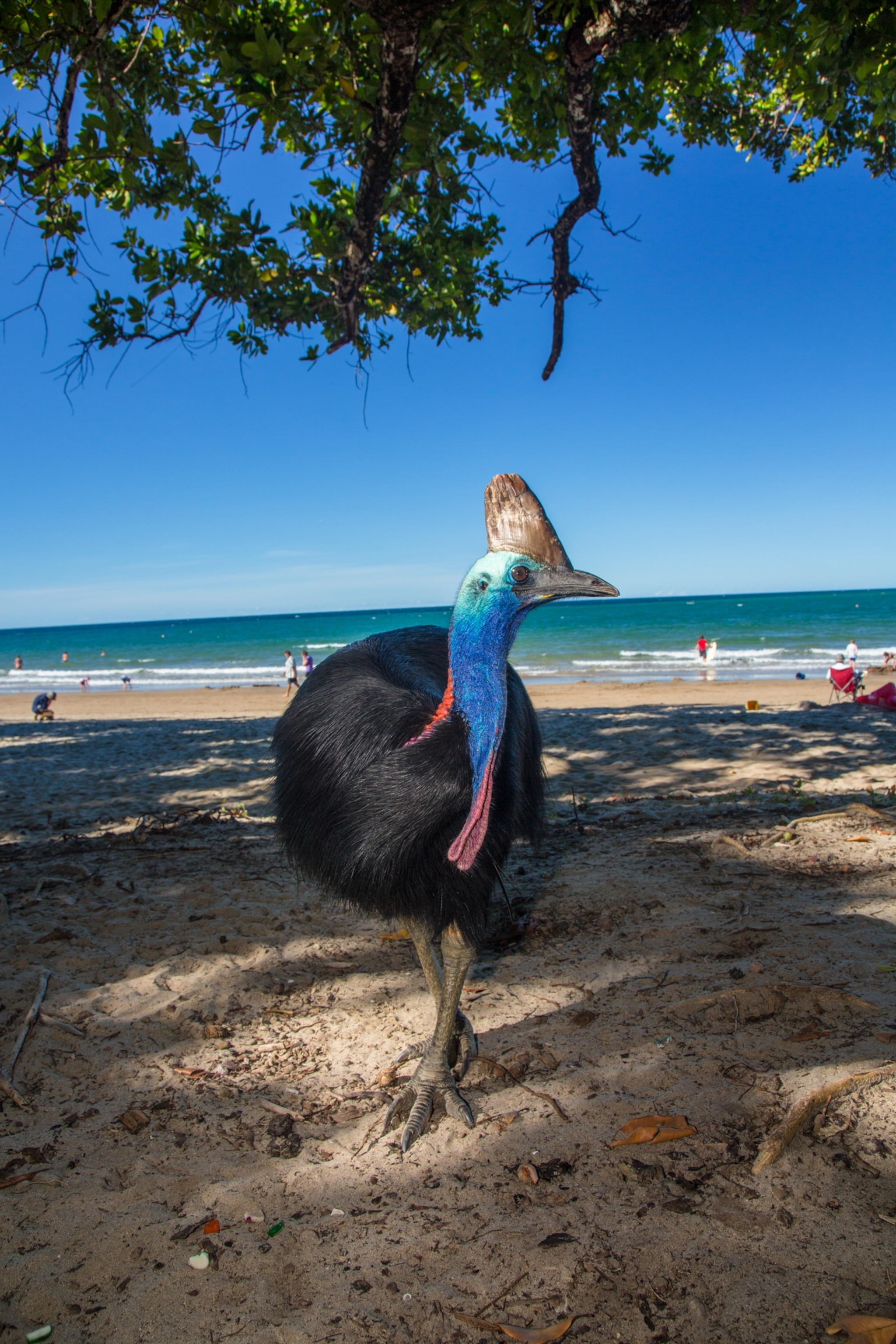 A bird with blue feathers on its neck and black feathers on it's body turns its head to the side showing the profile of its hard crest.