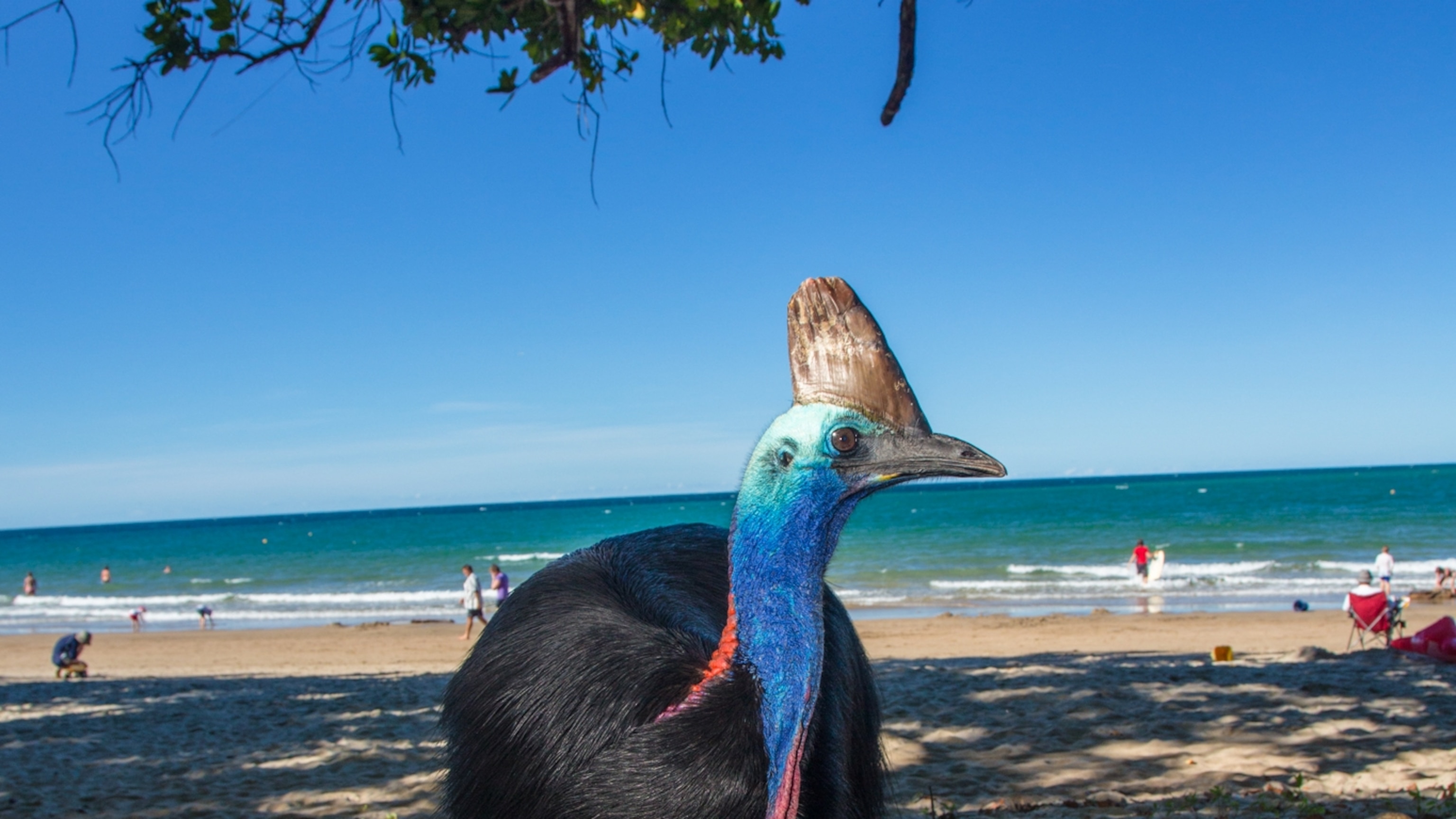 Is the cassowary really the world’s most dangerous bird?