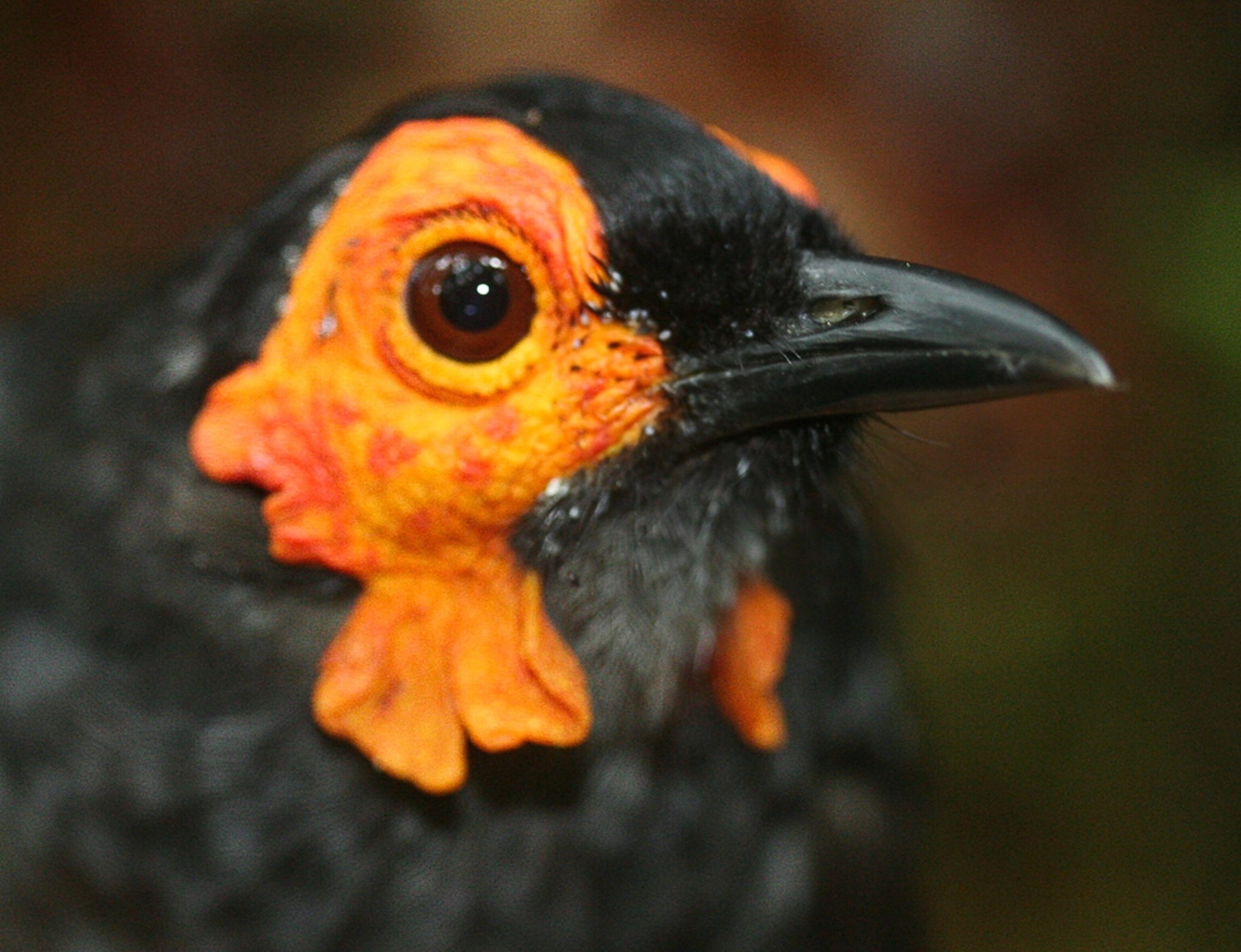 the wattled smoky honeyeater, one of the new species found between 1998 and 2008 in New Guinea