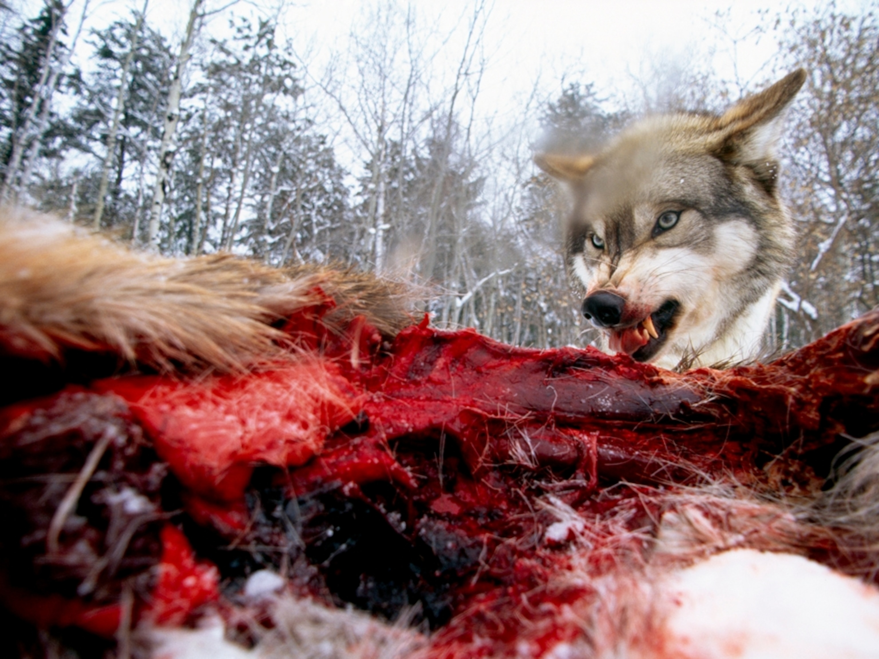 Snarling wolf and carcass