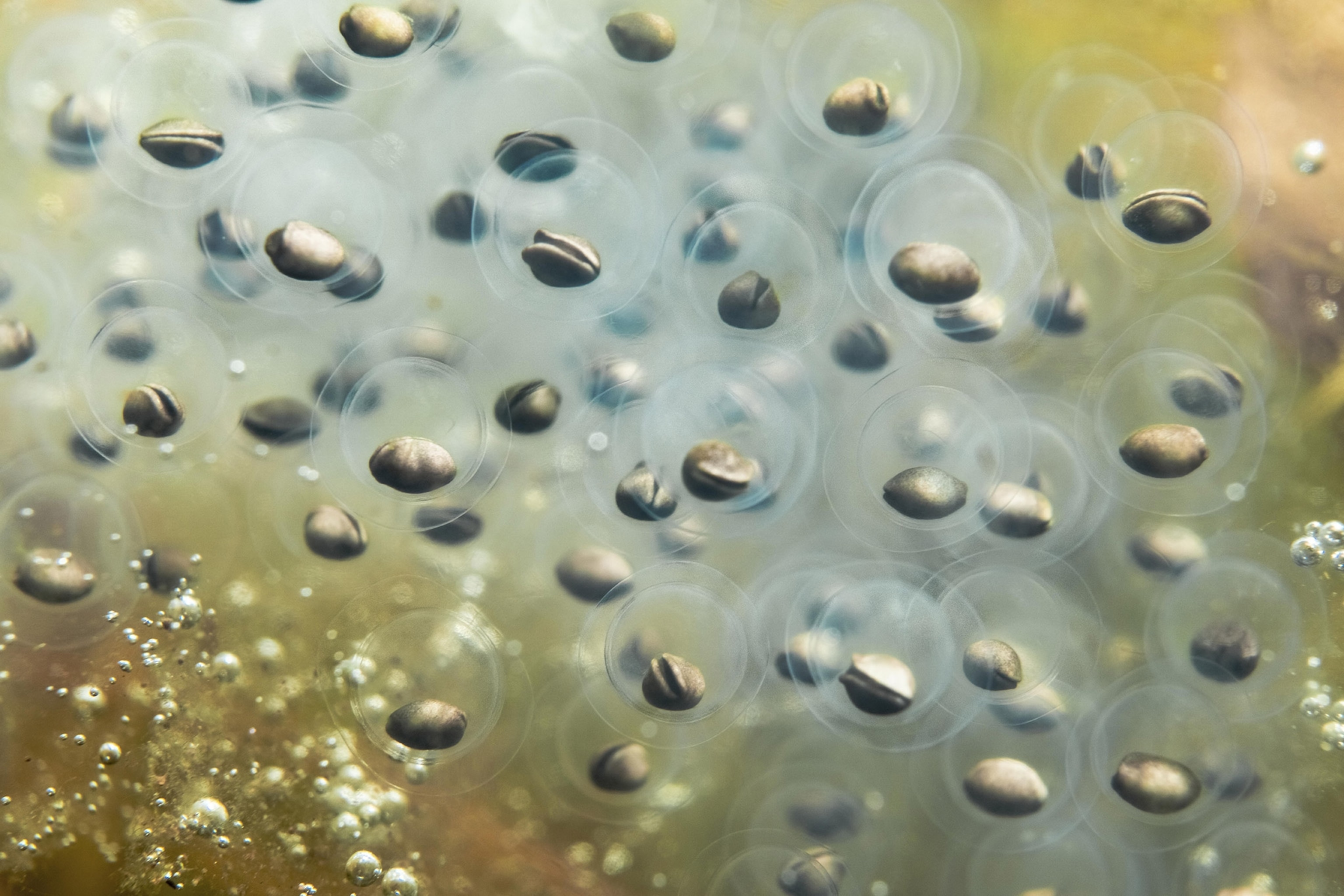 Dozens of small spherical eggs suspended evenly in water among small bubbles and dappled light