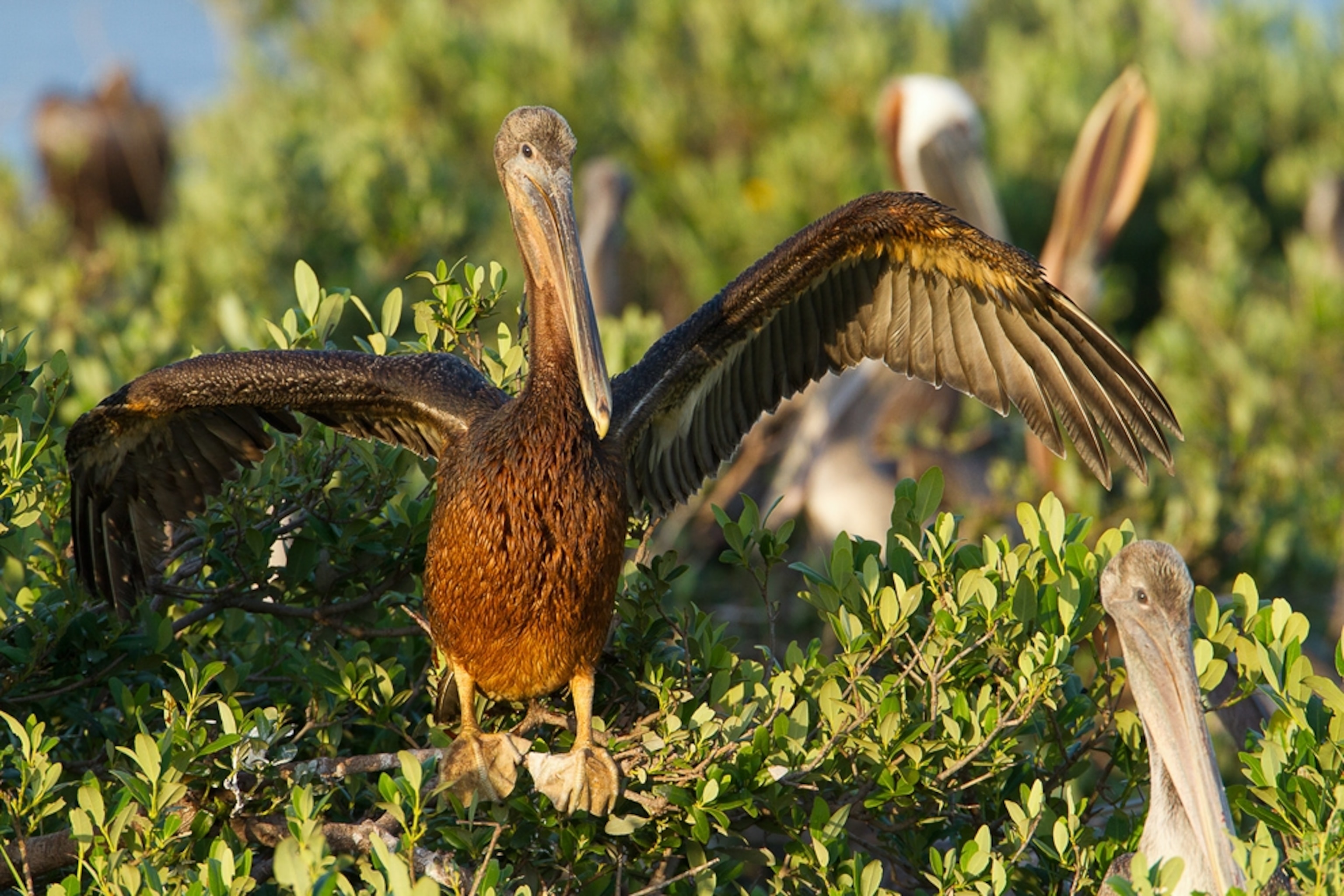 Picture of an oiled brown pelican spreading its wings.