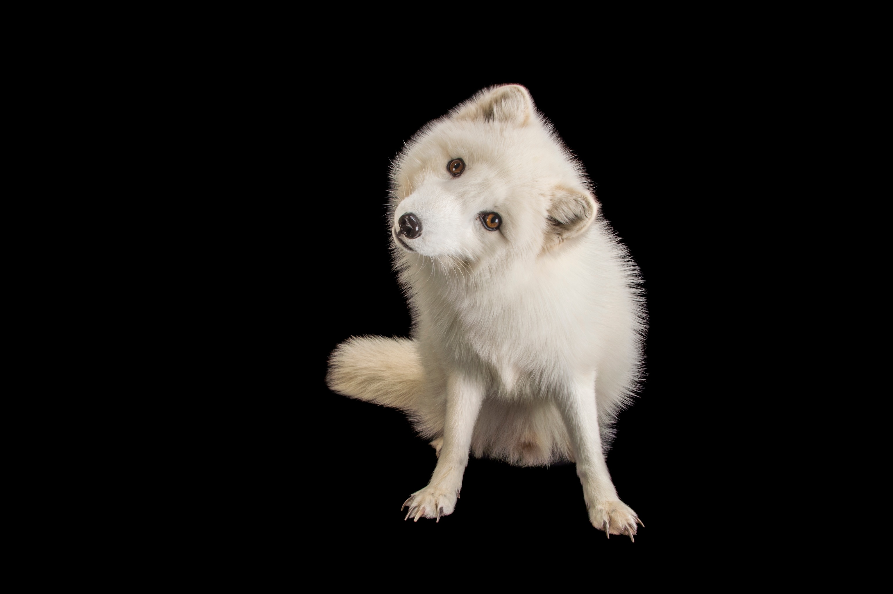 an arctic fox at Great Bend Brit-Spaugh Zoo, Great Bend, Kansas