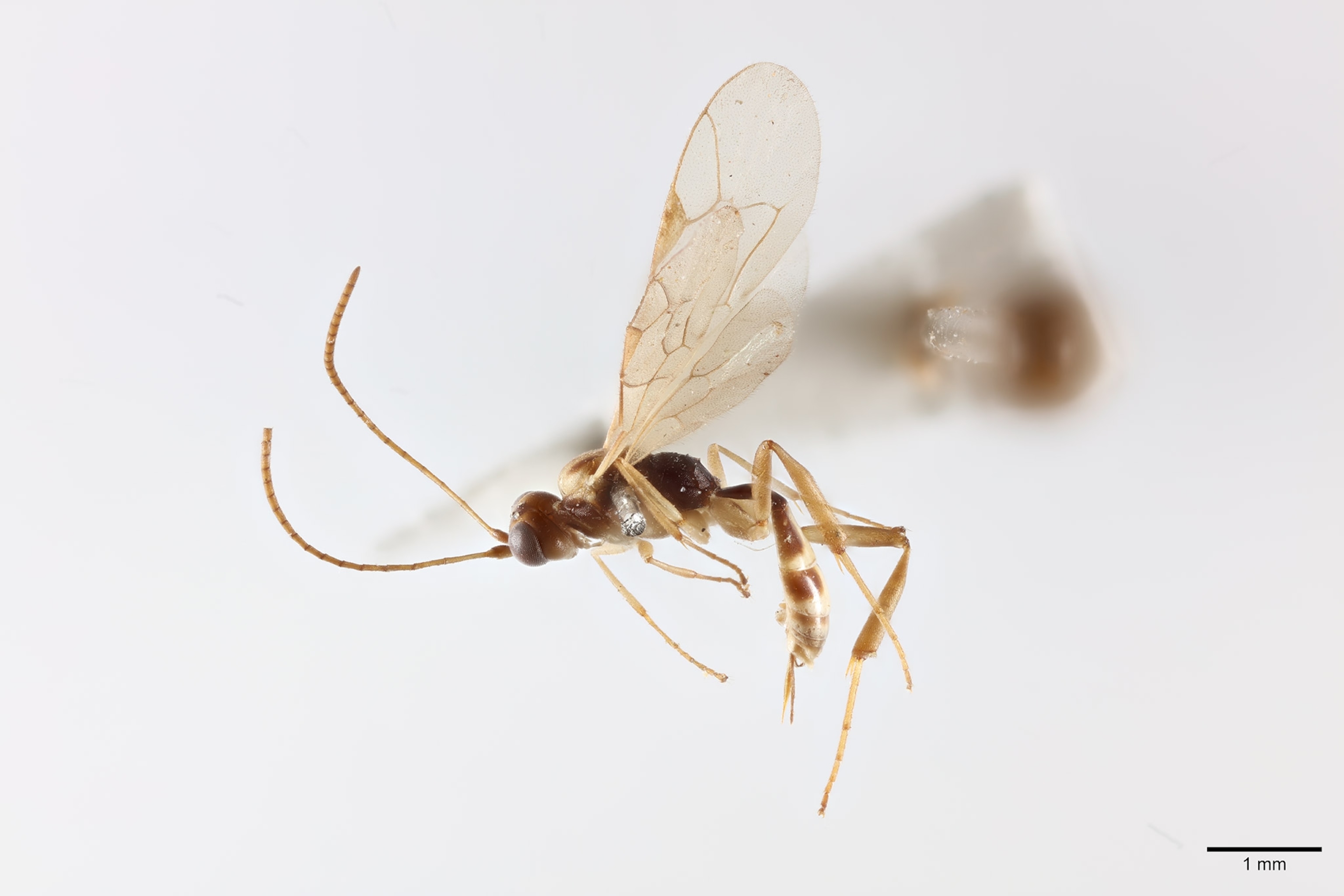 a close up of a wasp against a white background