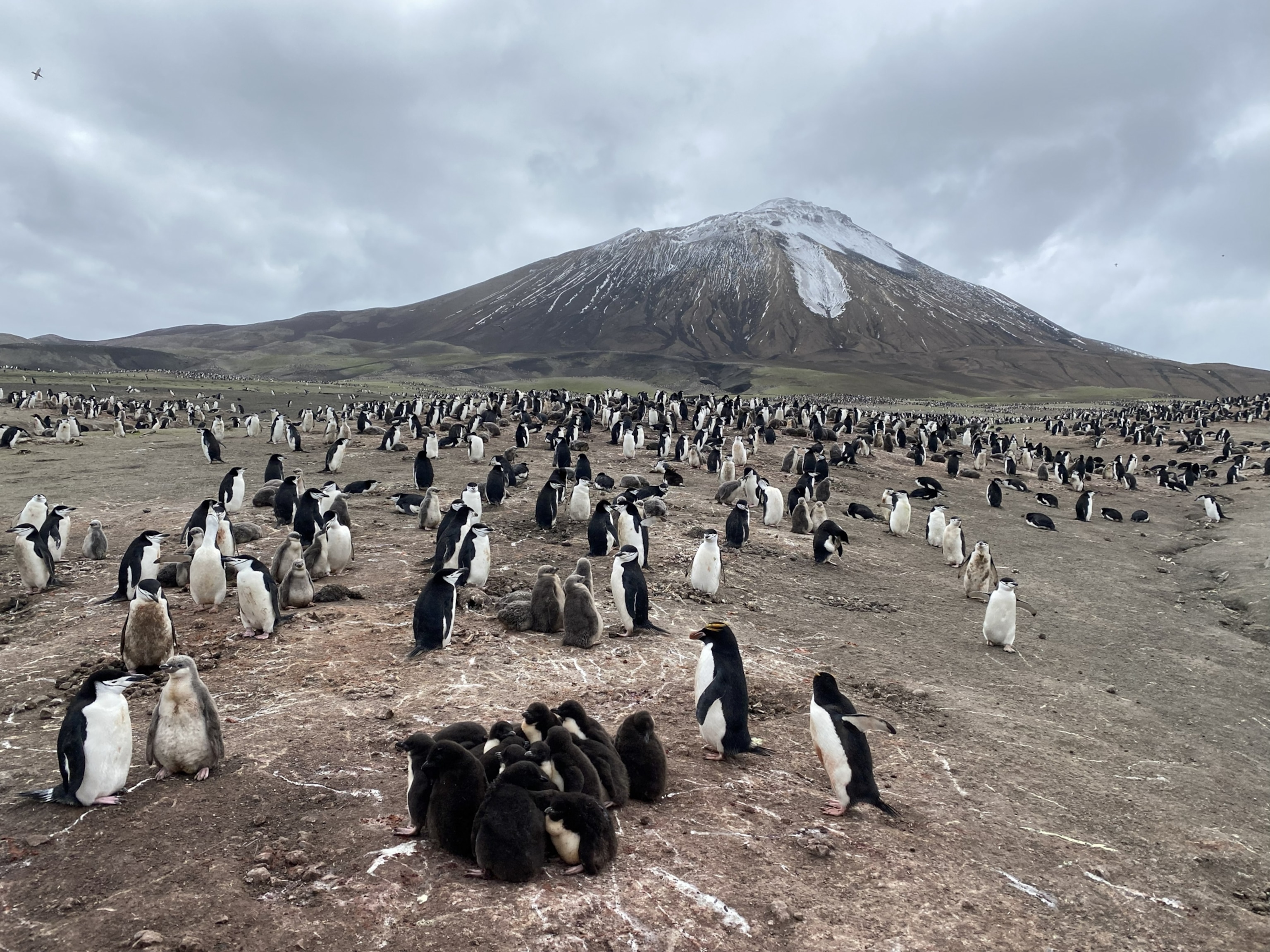 Penguin colony below Mt Curry
