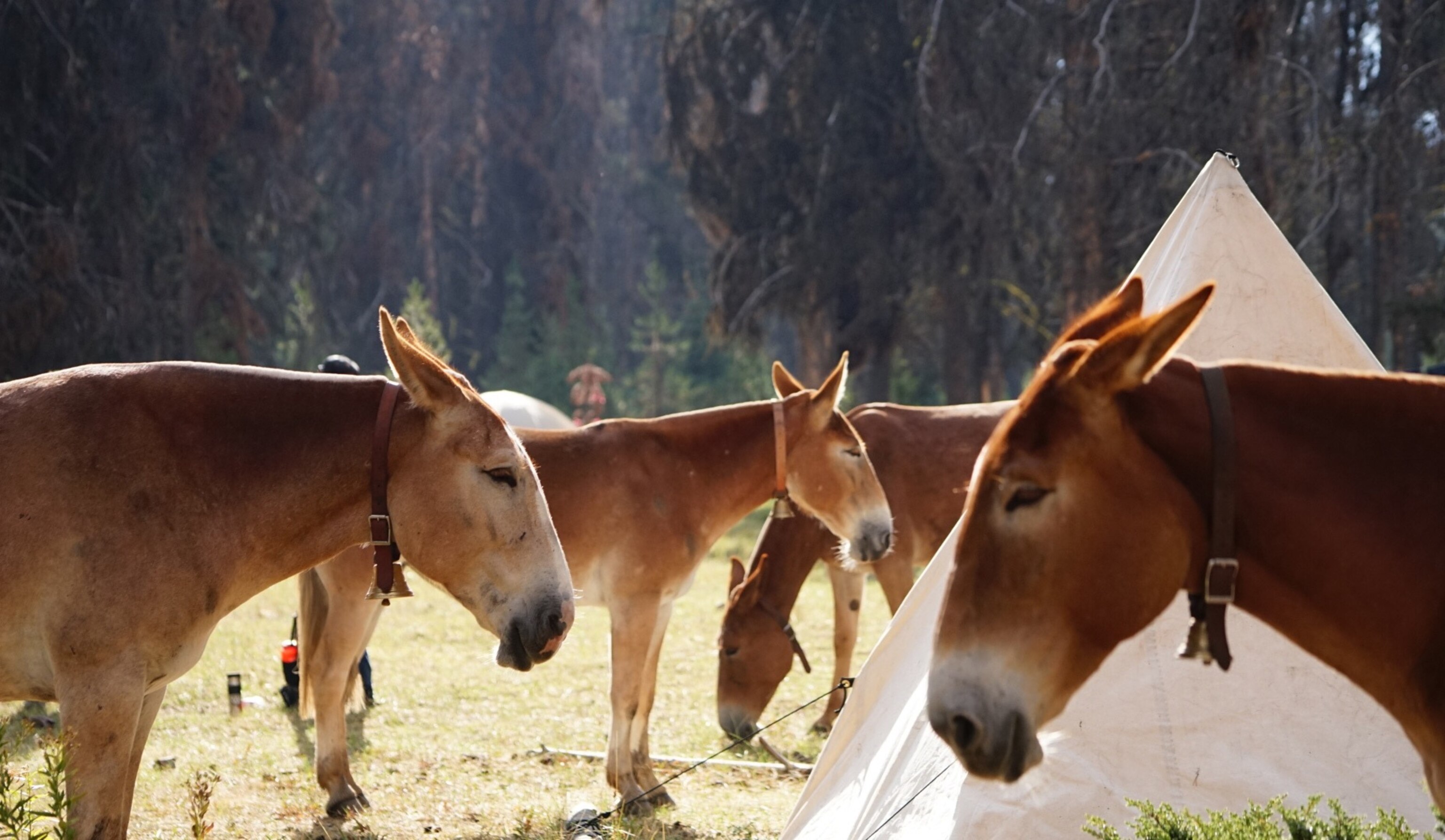 a pack of mules near camp tent