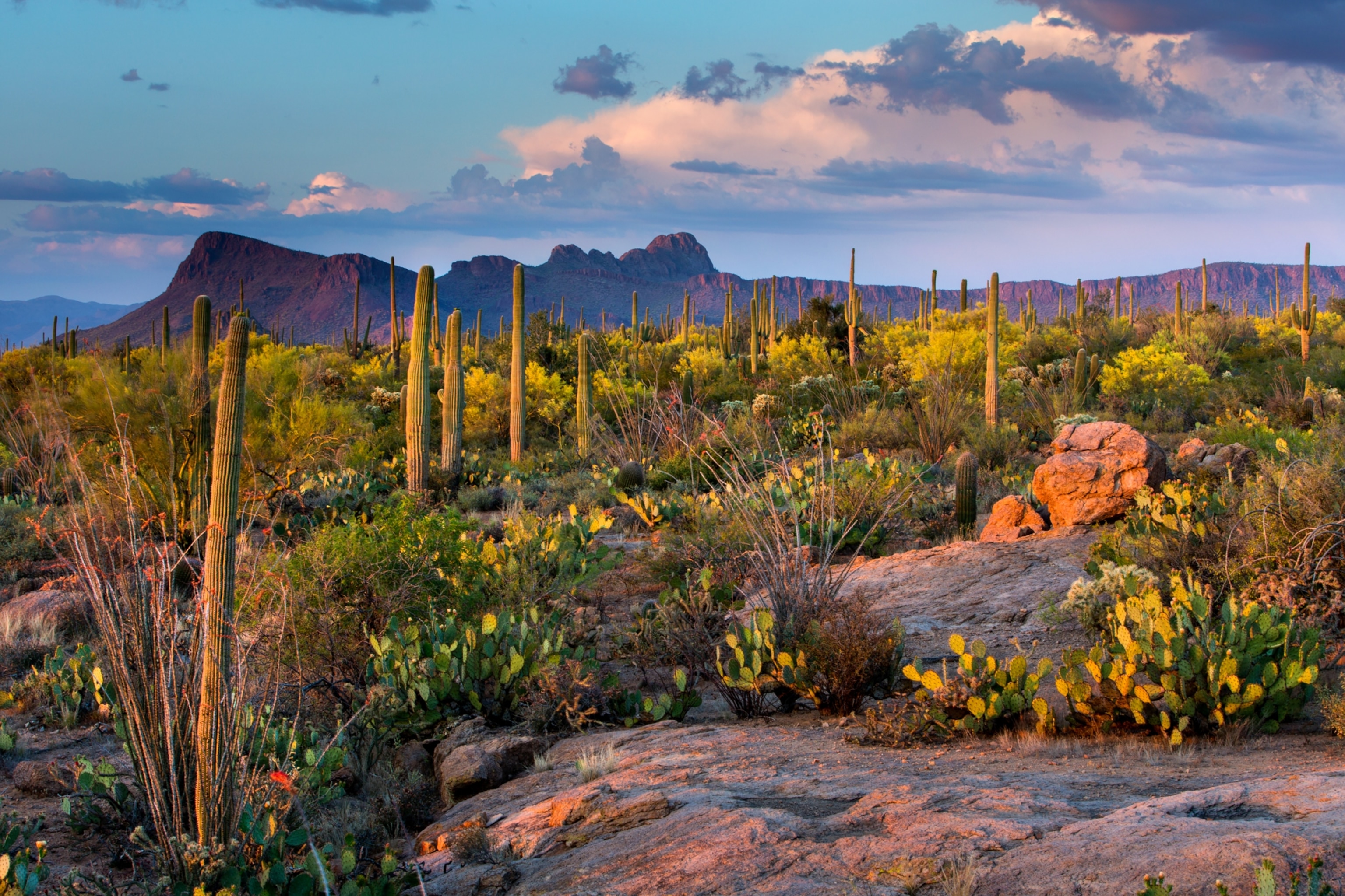 Saguaro National Park, Arizona