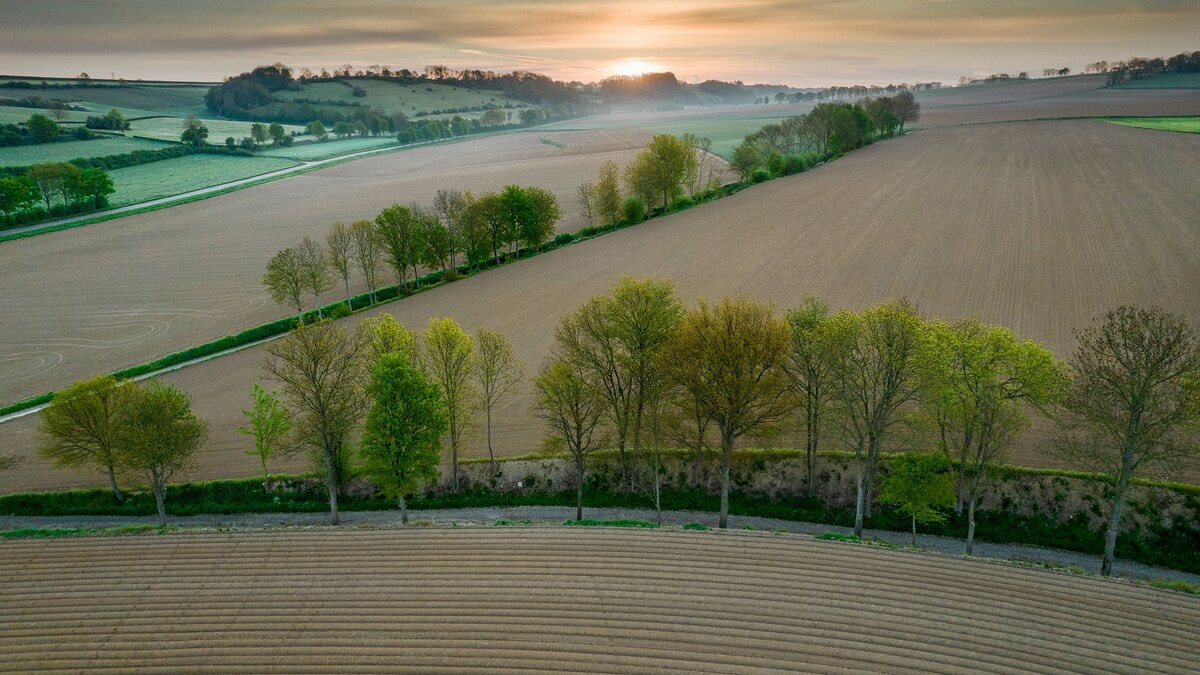These ancient Dutch sunken roads hide stunning natural beauty - Vimarsana News