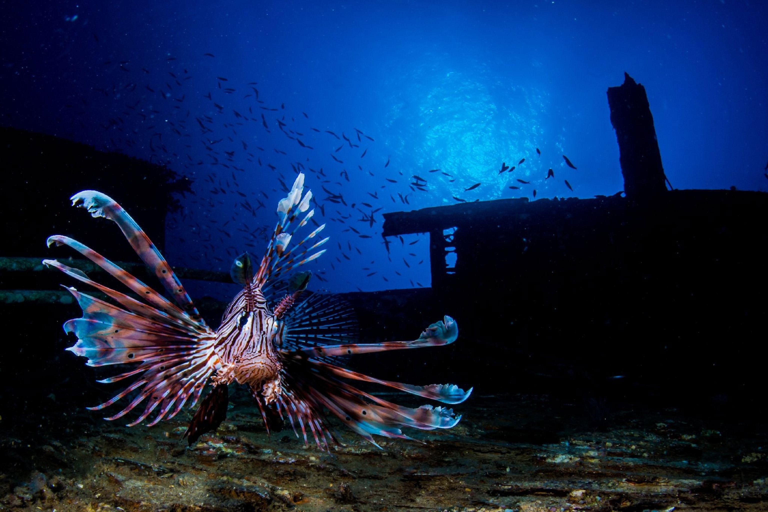 lionfish