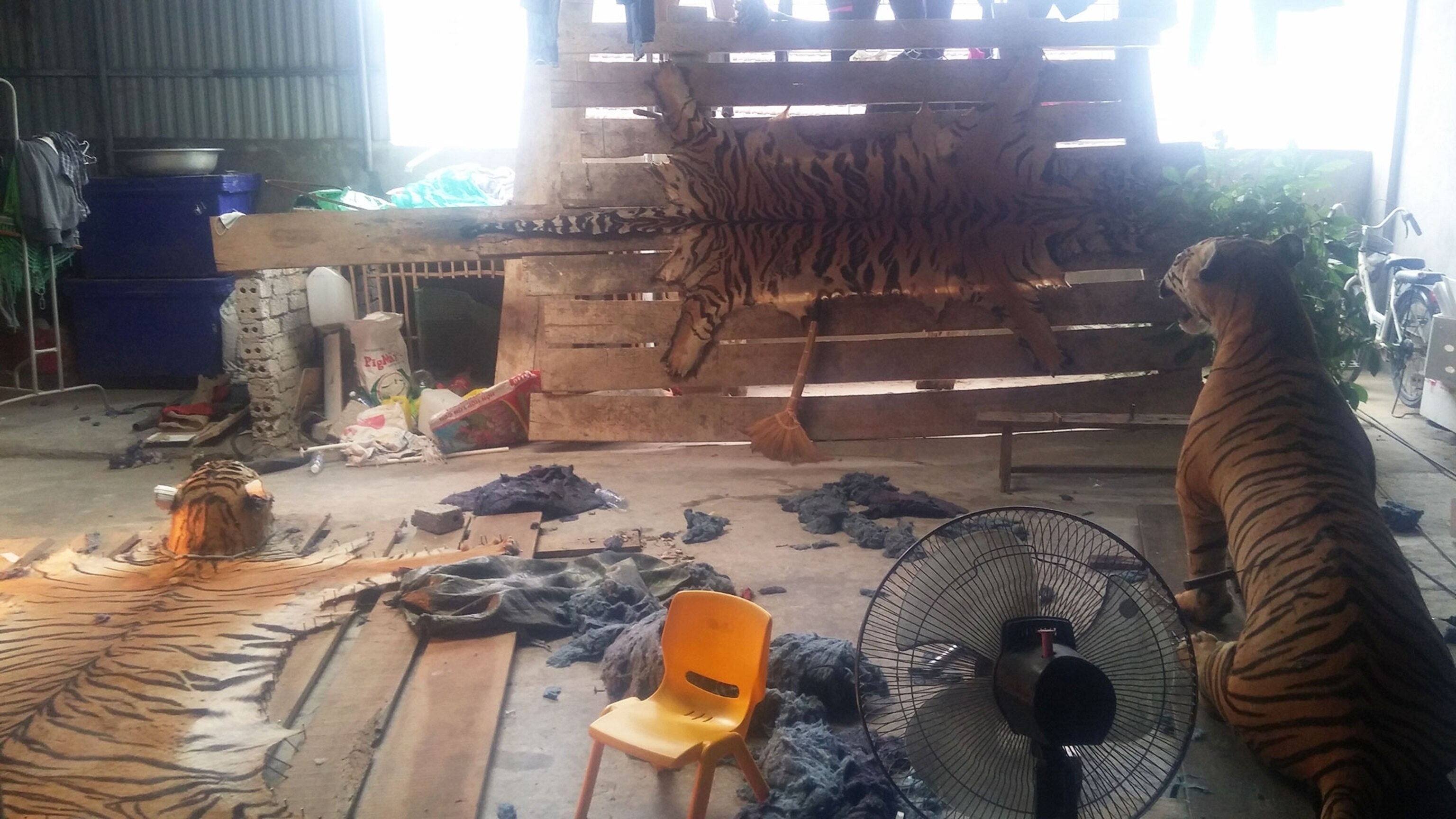 tiger skins in drying room