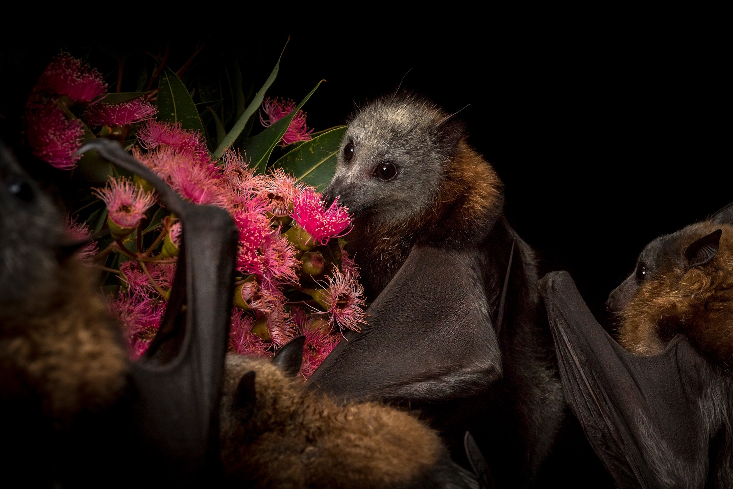 grey-headed flying-foxes