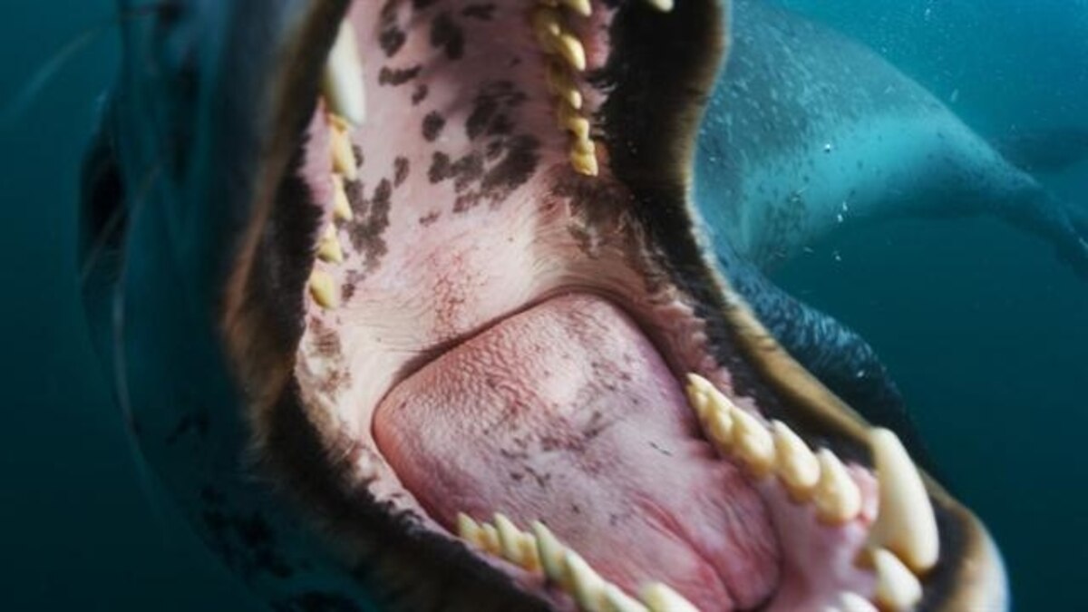 How a Leopard Seal Fed Me Penguins