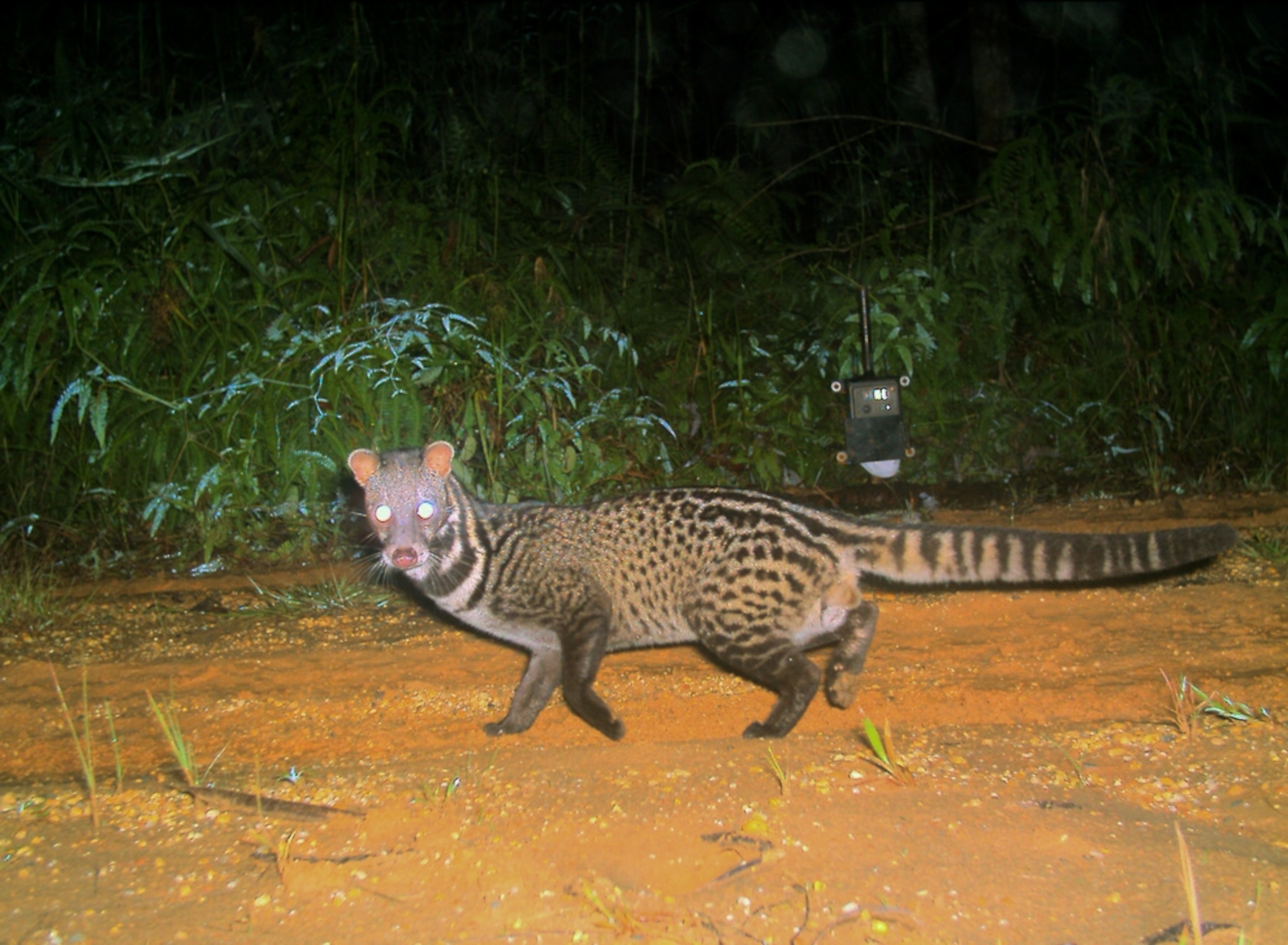 A Malay civet in camera-trap picture from Borneo