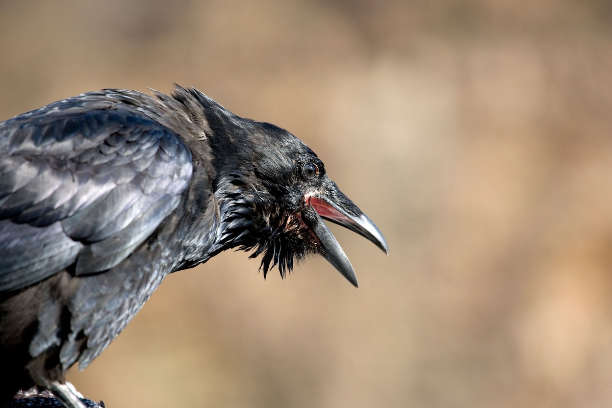 crows-beat-ravens-by-being-more-aggressive