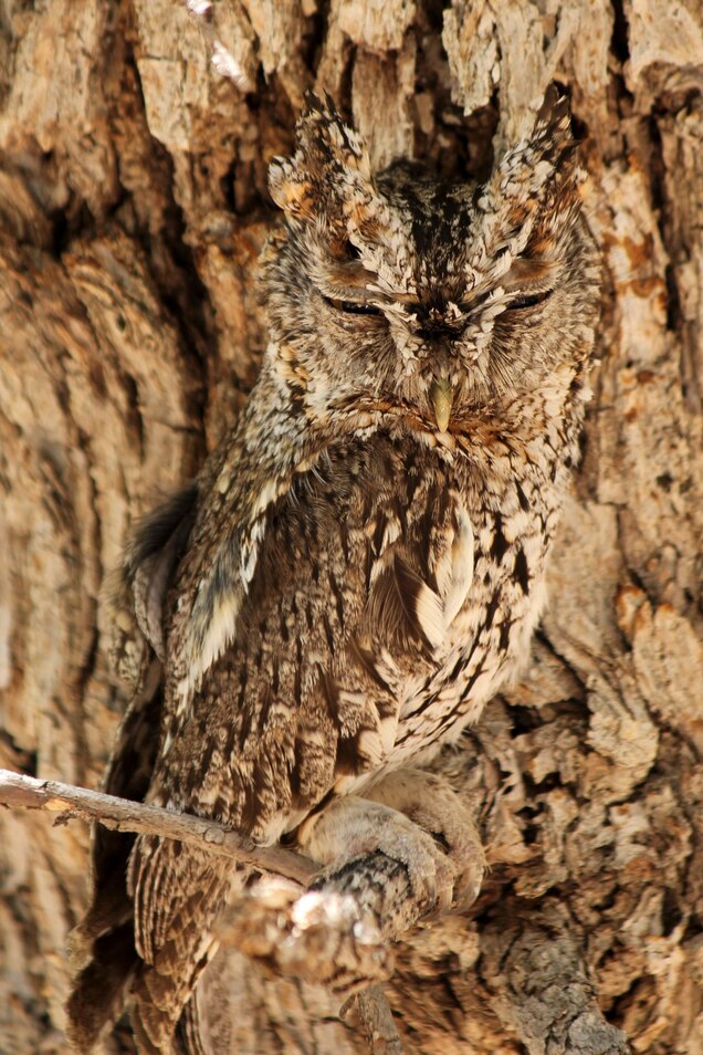 Camouflage Facts