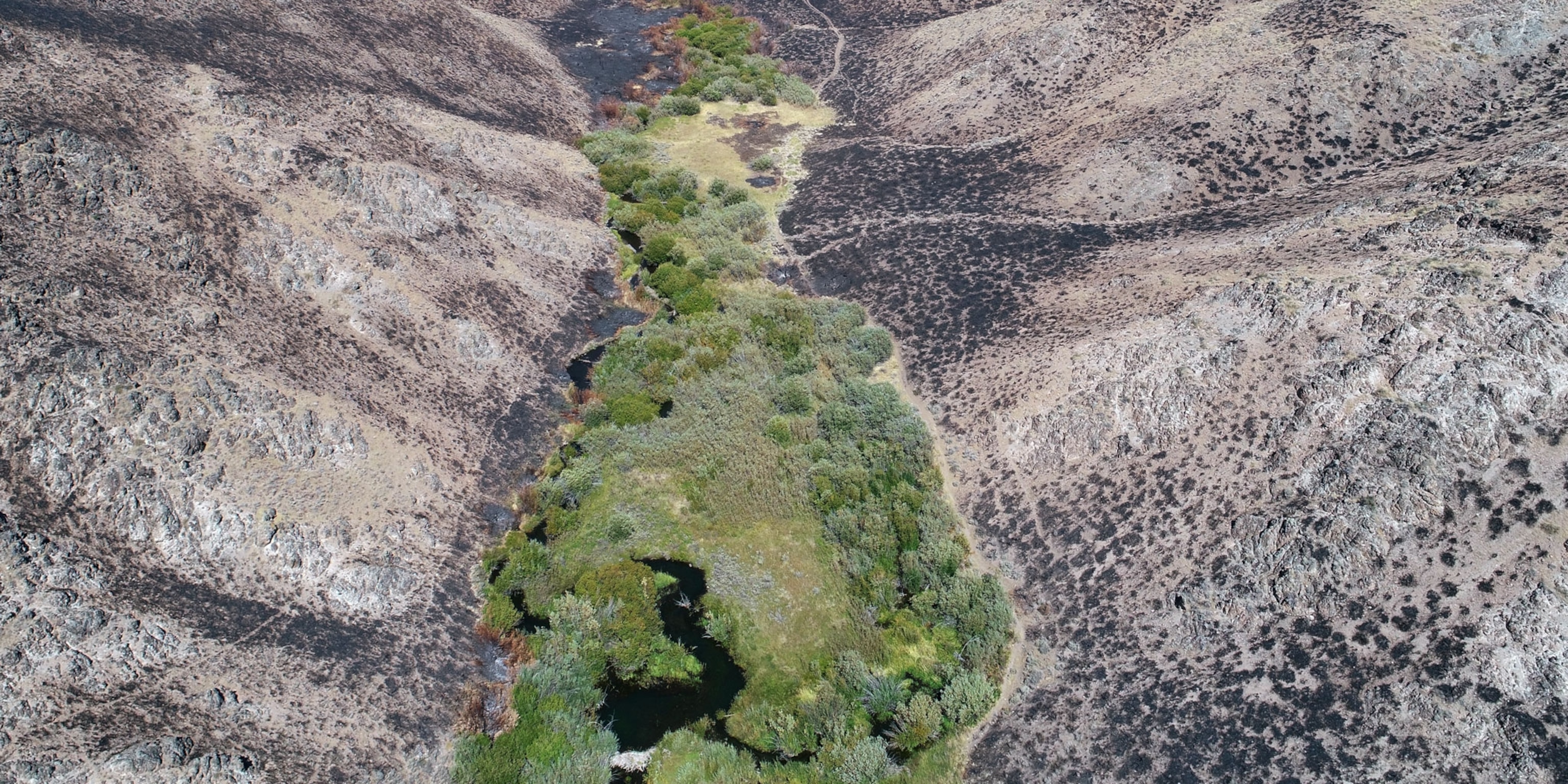 How Beavers Became North America S Best Firefighter