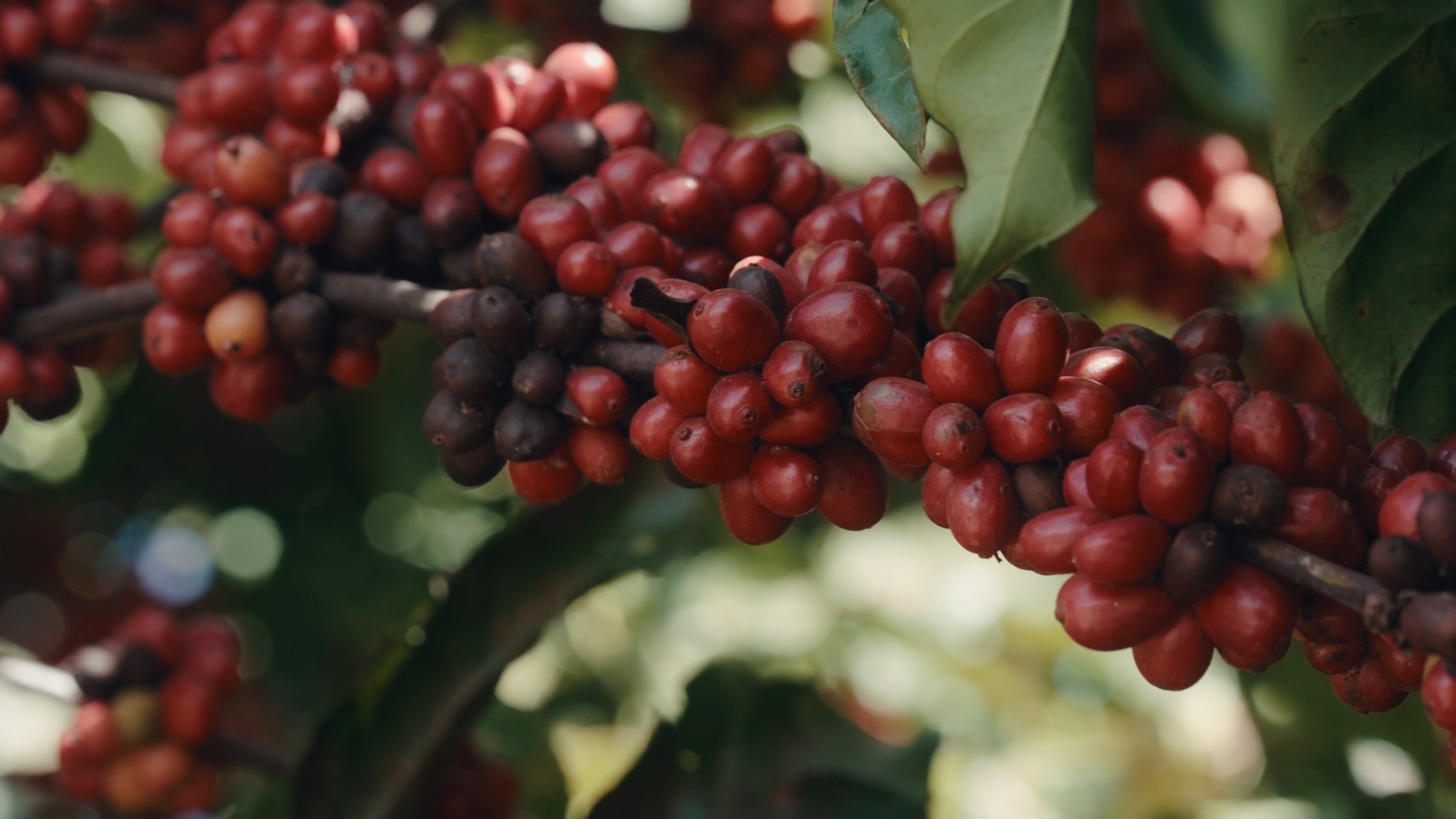 A branch heavy with ripe red and dark coffee cherries, with green leaves behind.