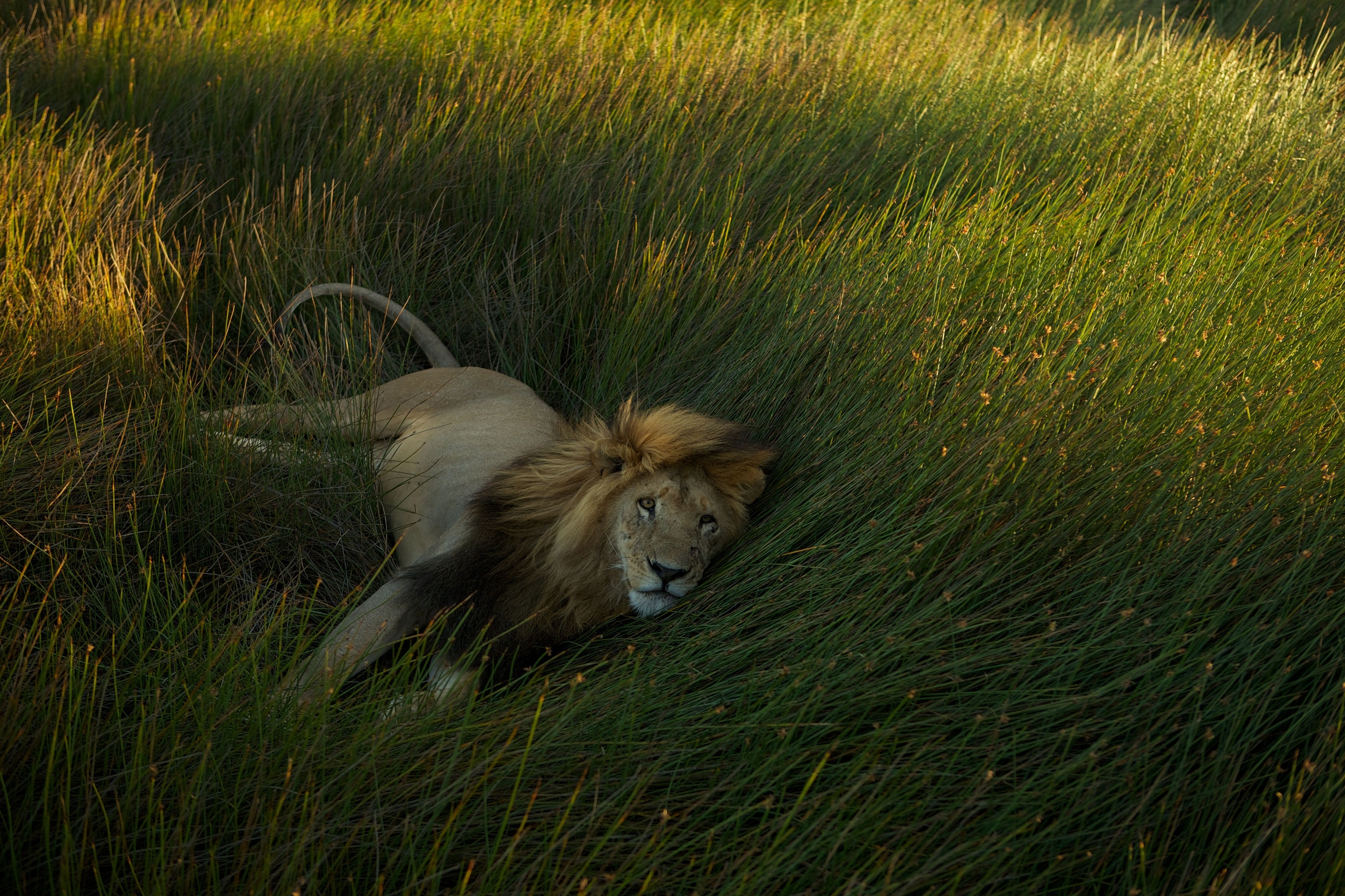 A lion lays in the tall grass