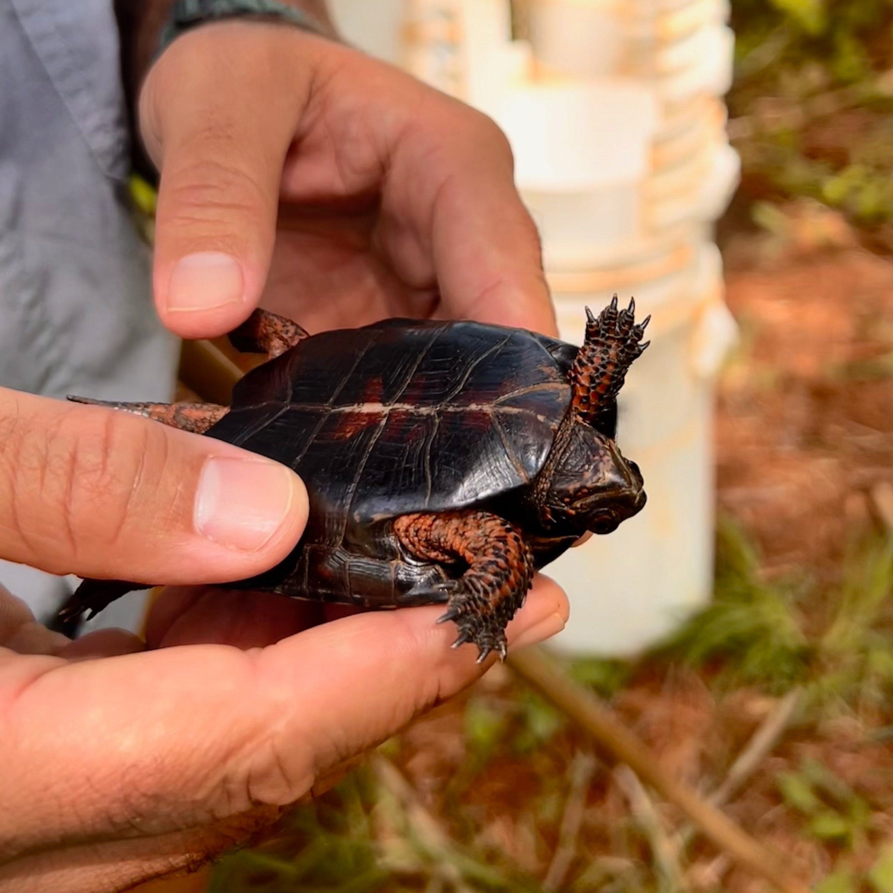 A person gently holds a small turtle upside down in their hand, showcasing the features on the bottom of its shell