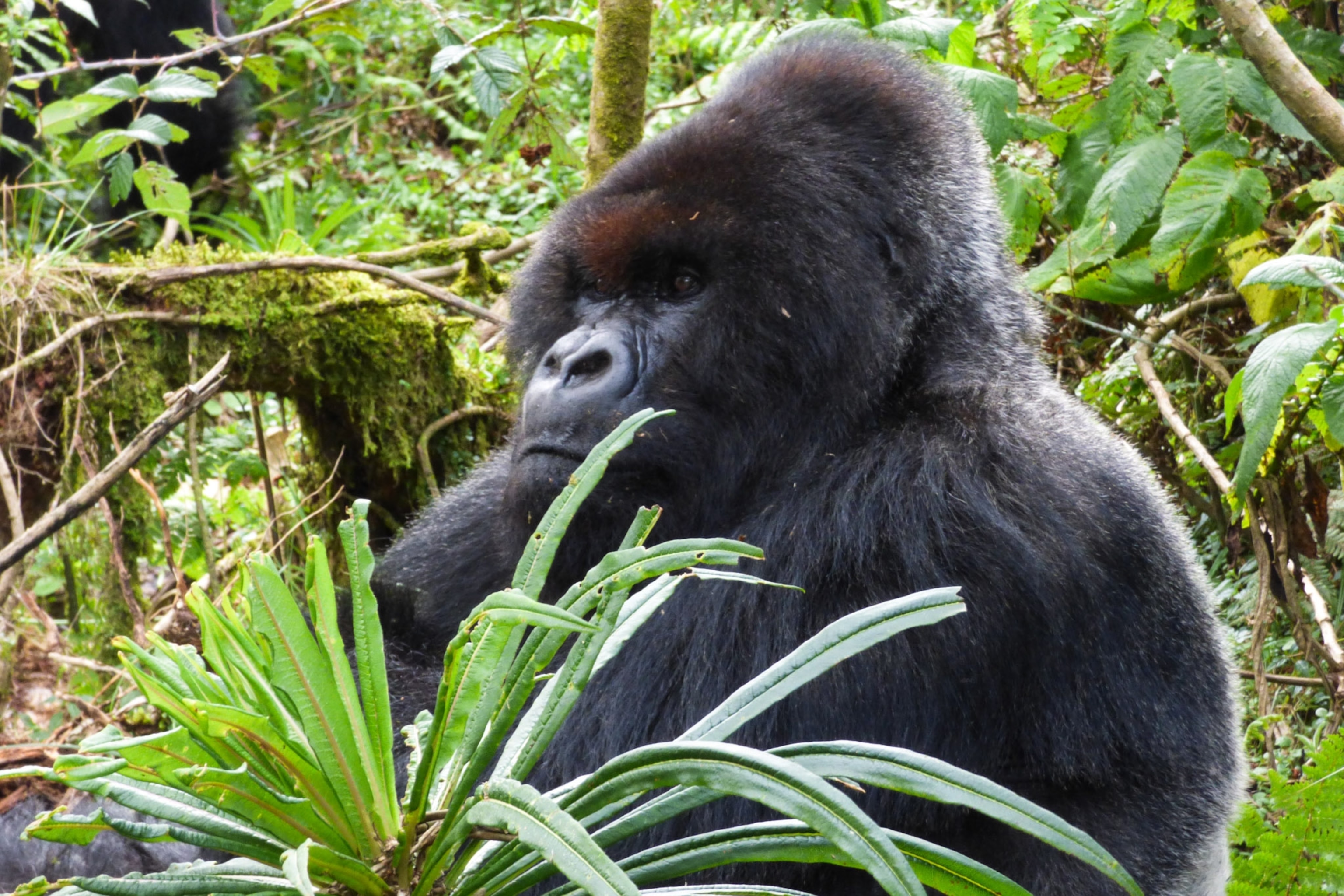 Gorilla Made Famous by Dian Fossey 'Returns From the Dead'
