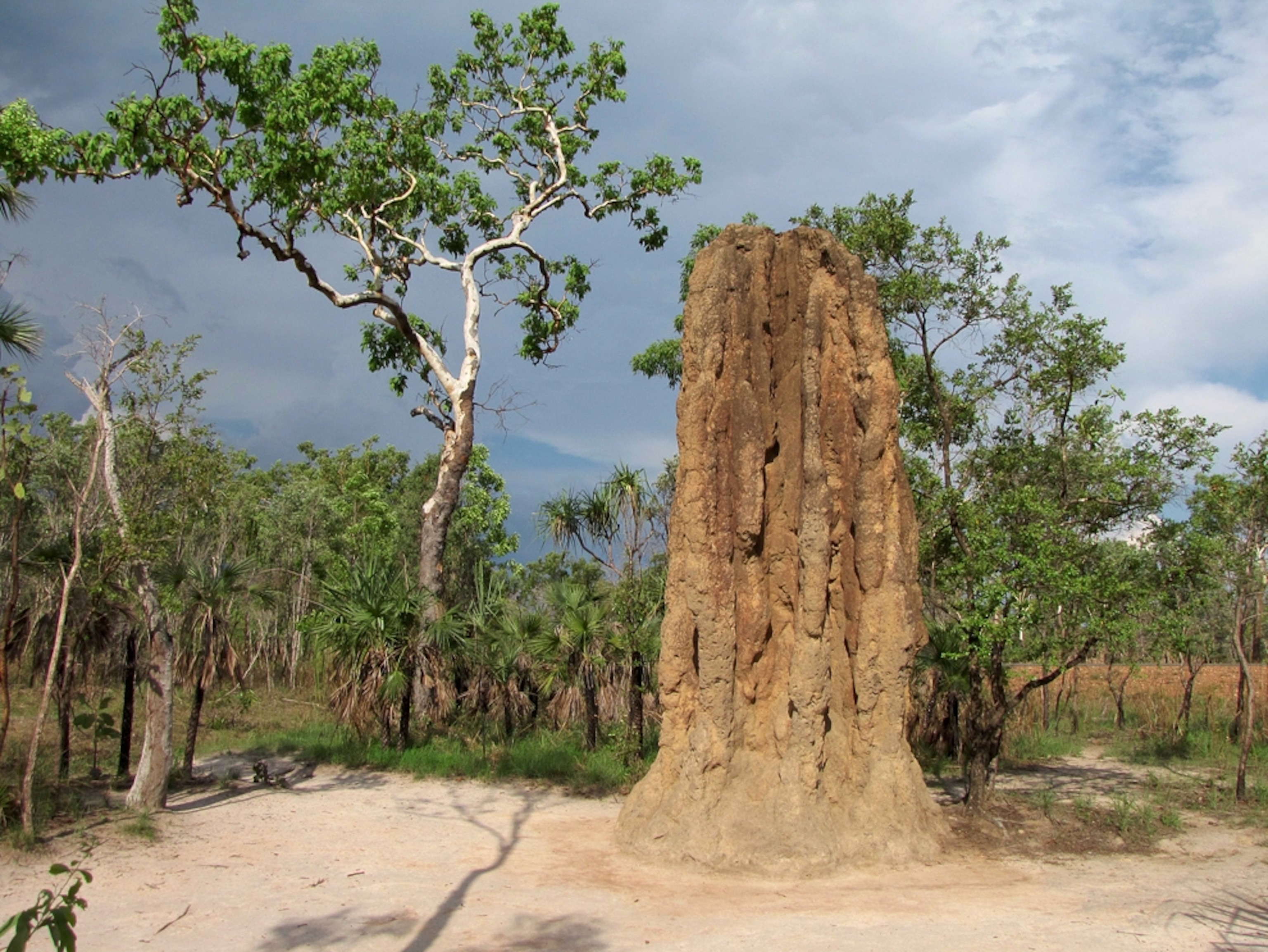 A tall mound of the spinifex termite