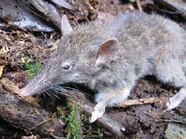 Zambales Shrew Rat