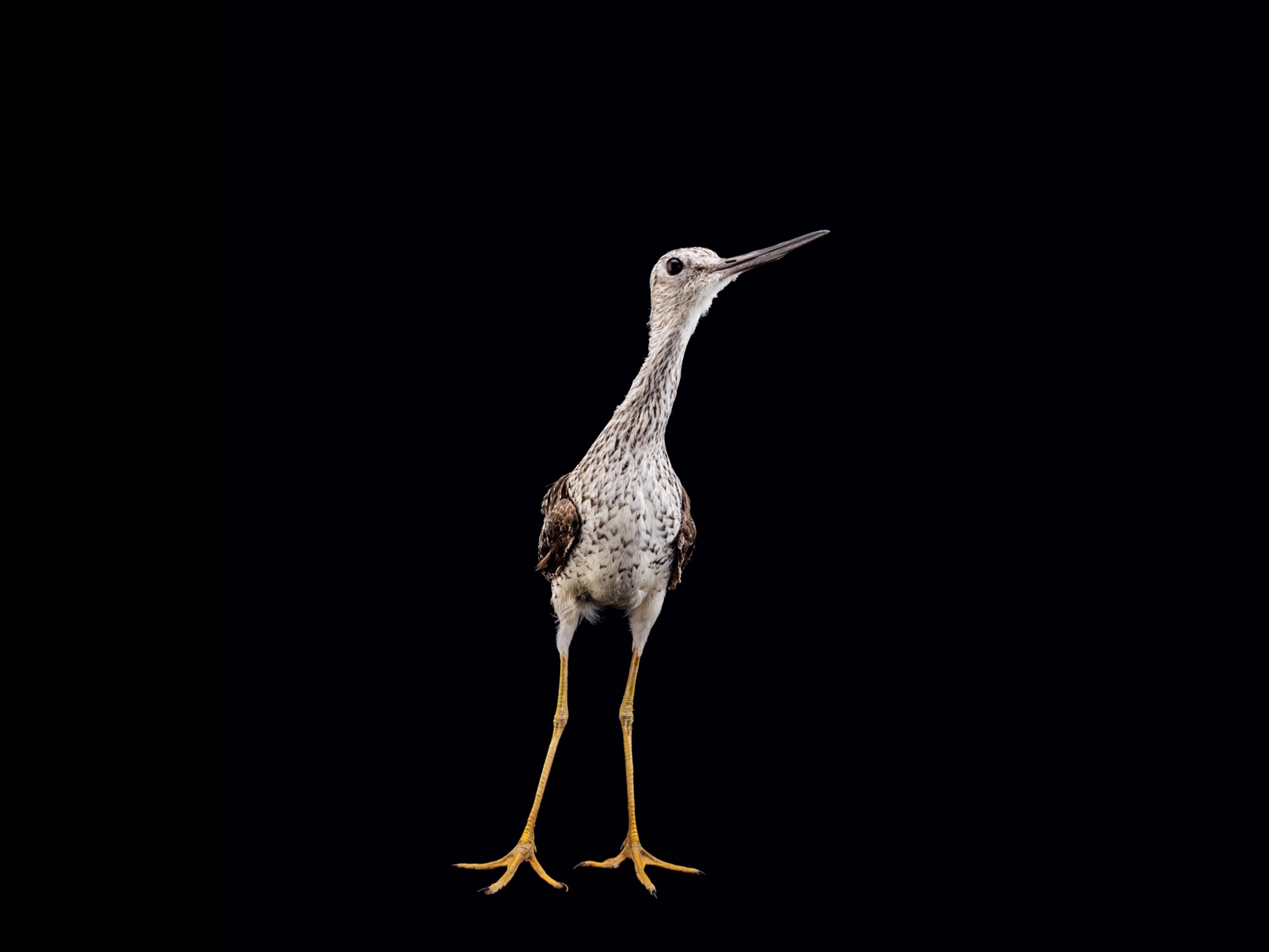 a greater yellowlegs