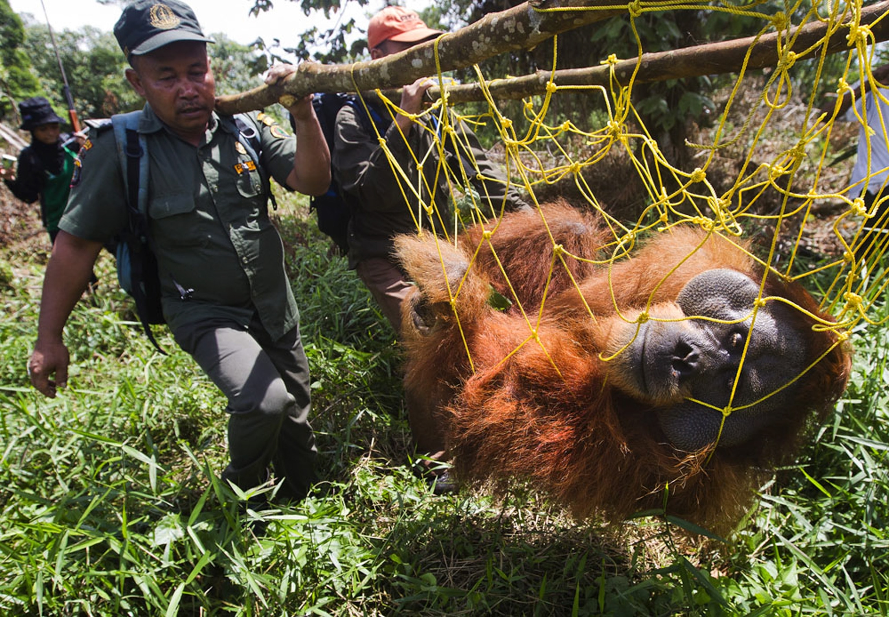 Sumatran Orangutan - Picture of a tranquilized orangutan in Indonesia