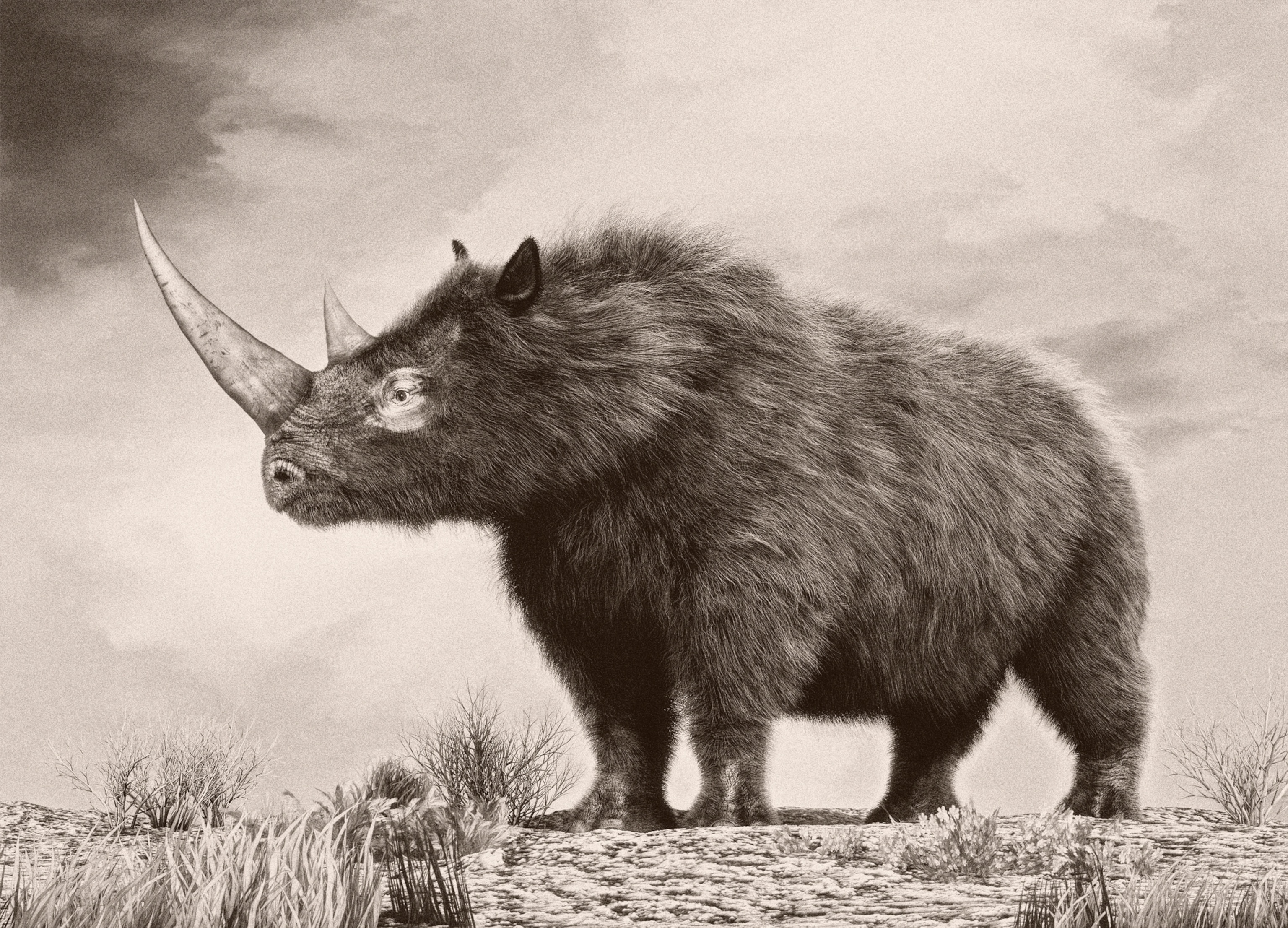 A woolly rhinocveros stands on a rocky terrain, displaying its thick fur and prominent horns.