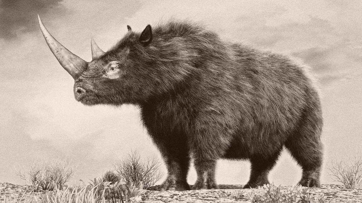 Researchers recover a woolly rhino genome from inside a frozen wolf's stomach 