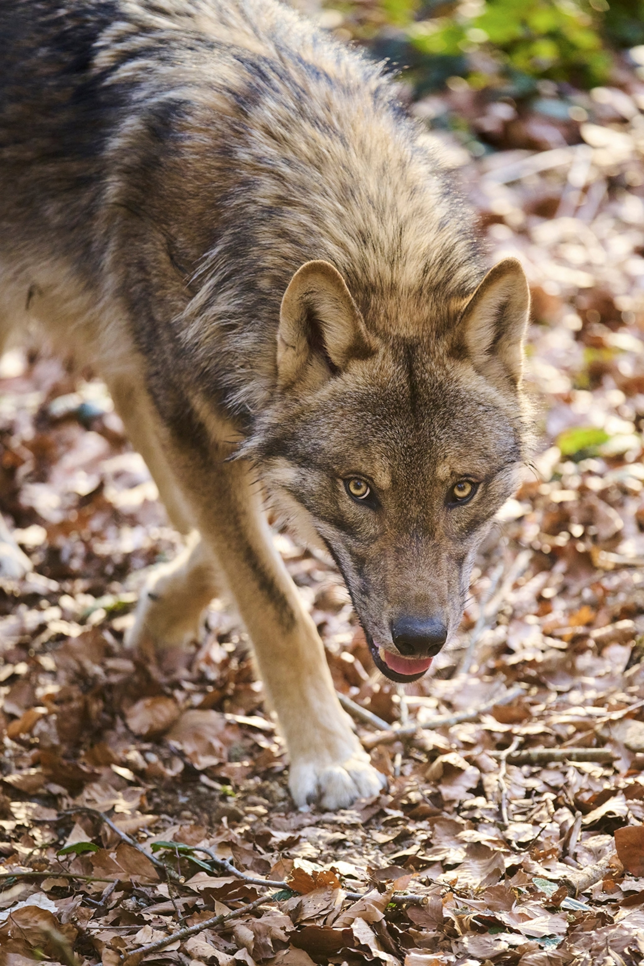 A close-up of a Eurasian wolf pacing over a forest floor.