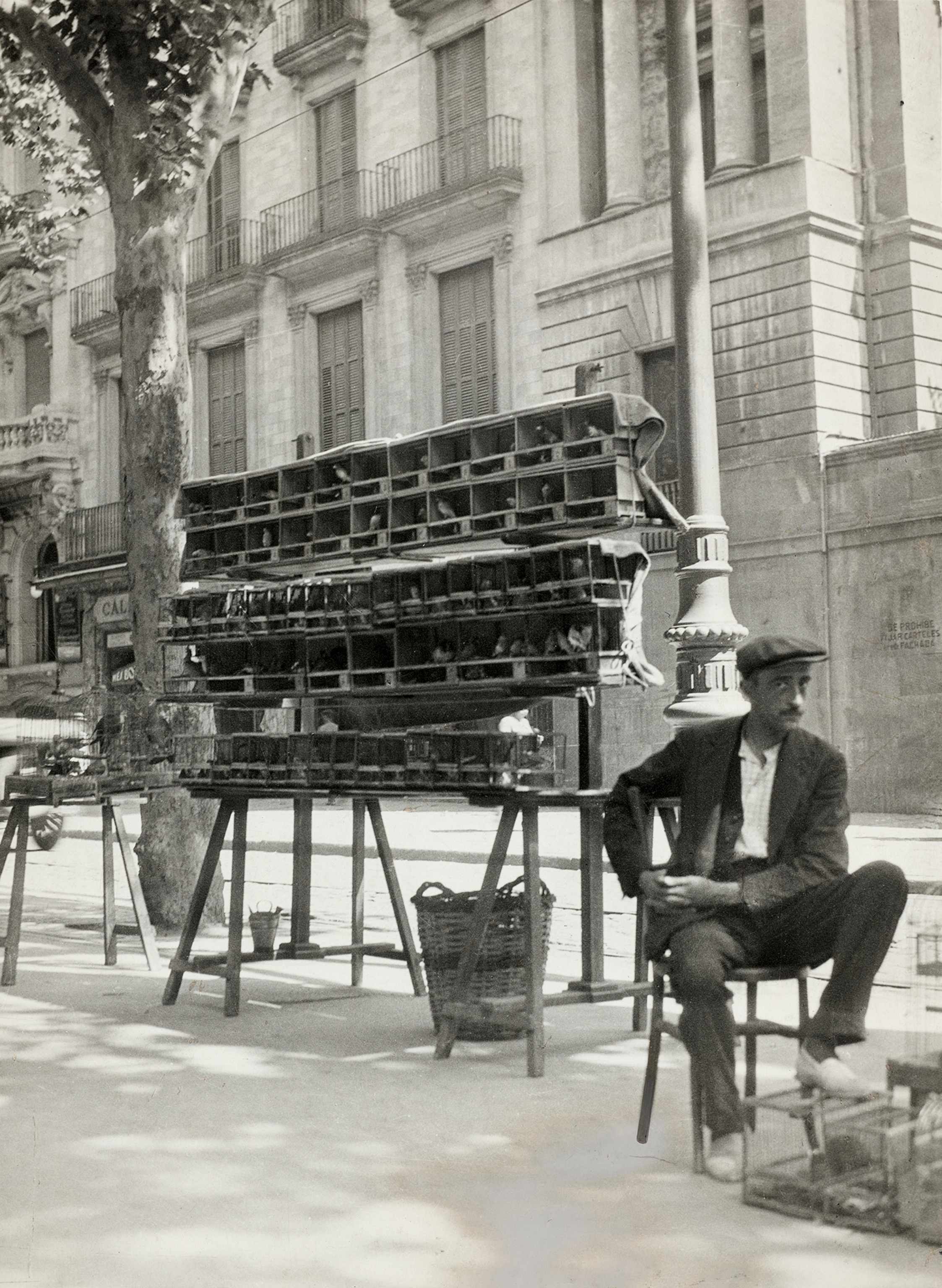 A view of a pajarero (bird seller) next to his parrots and other small birds on the boulevard of La Rambla.