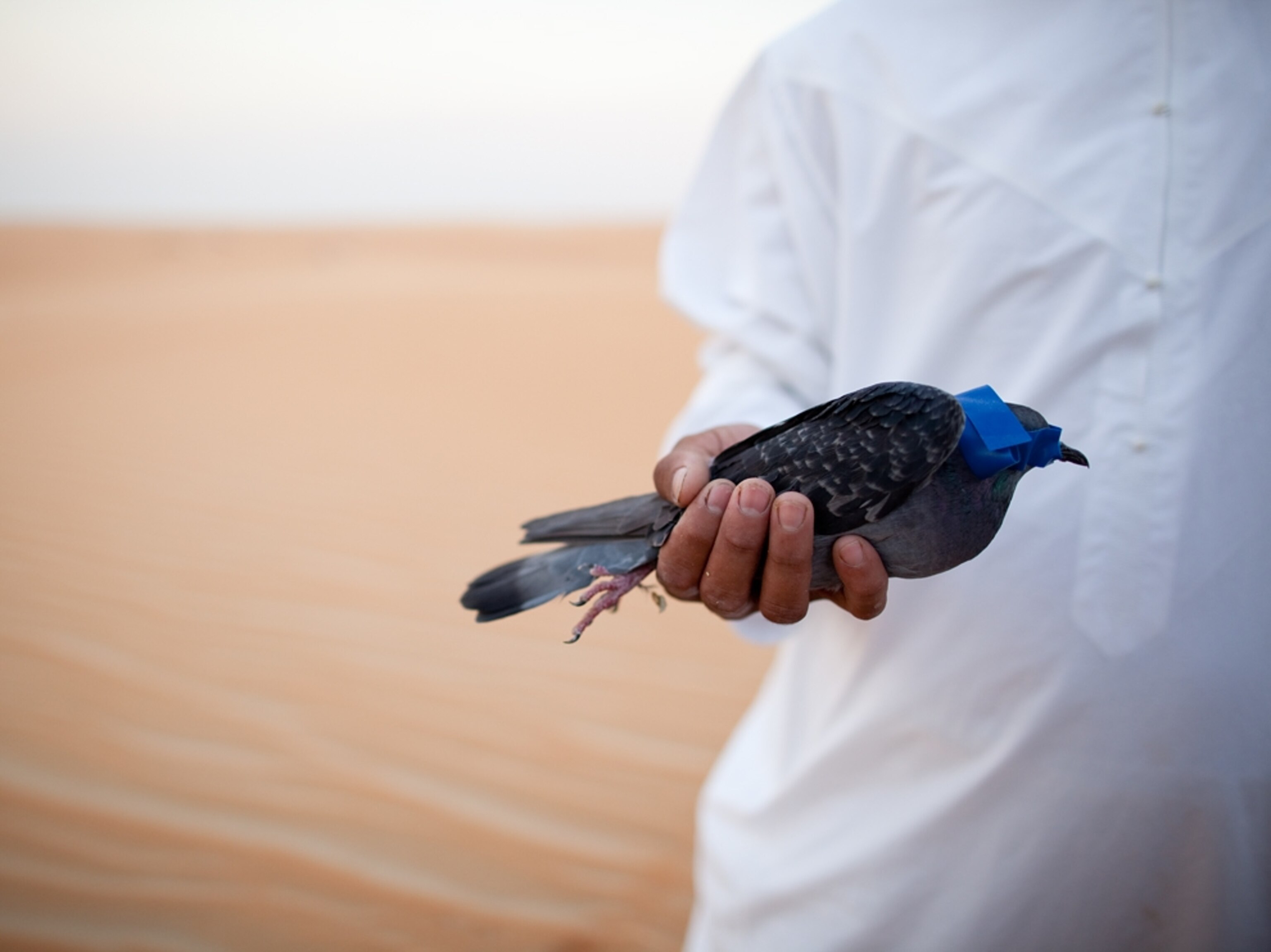 a pigeon held in hand