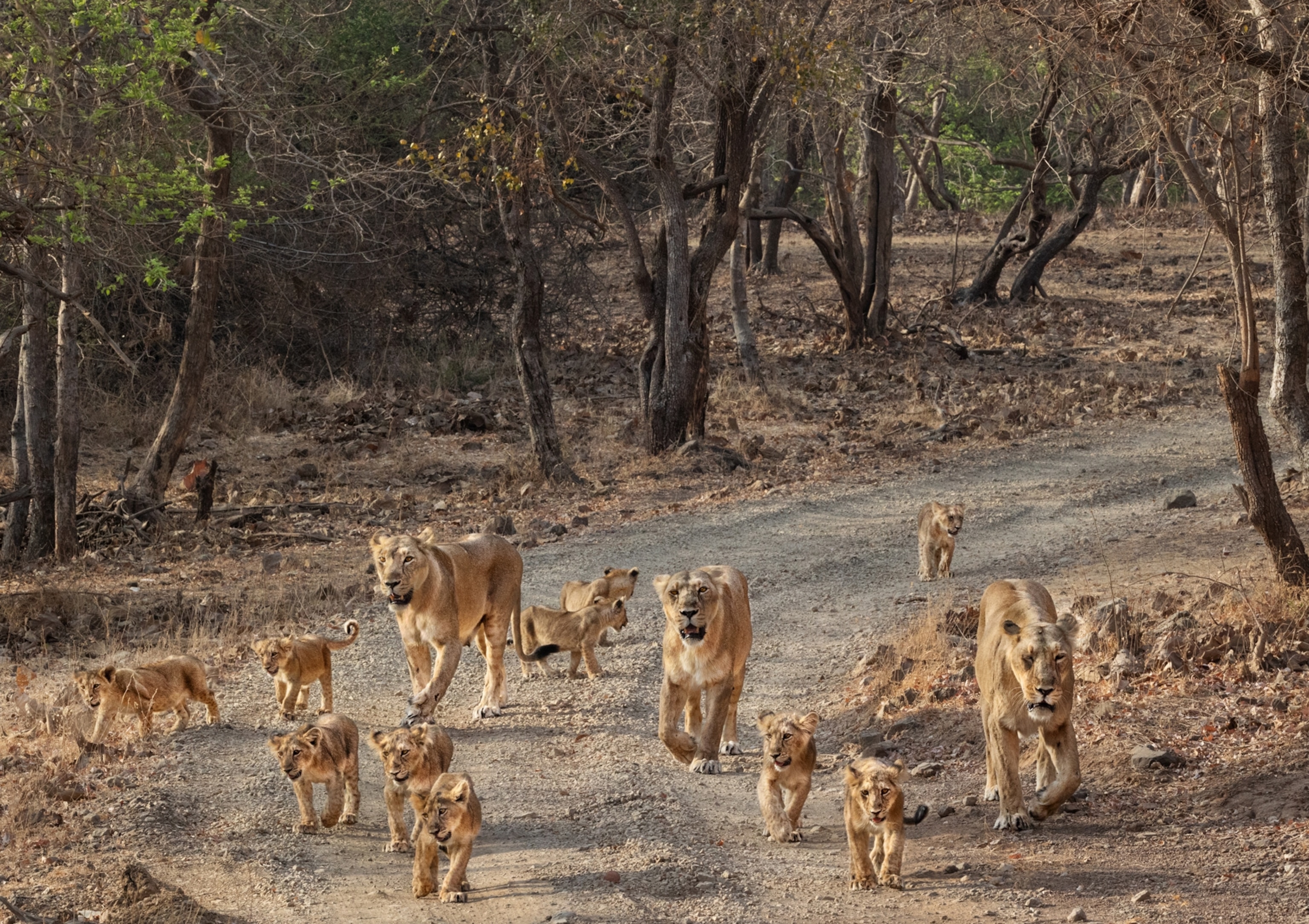 A group of lionesses and cubs walk down a gravel road.