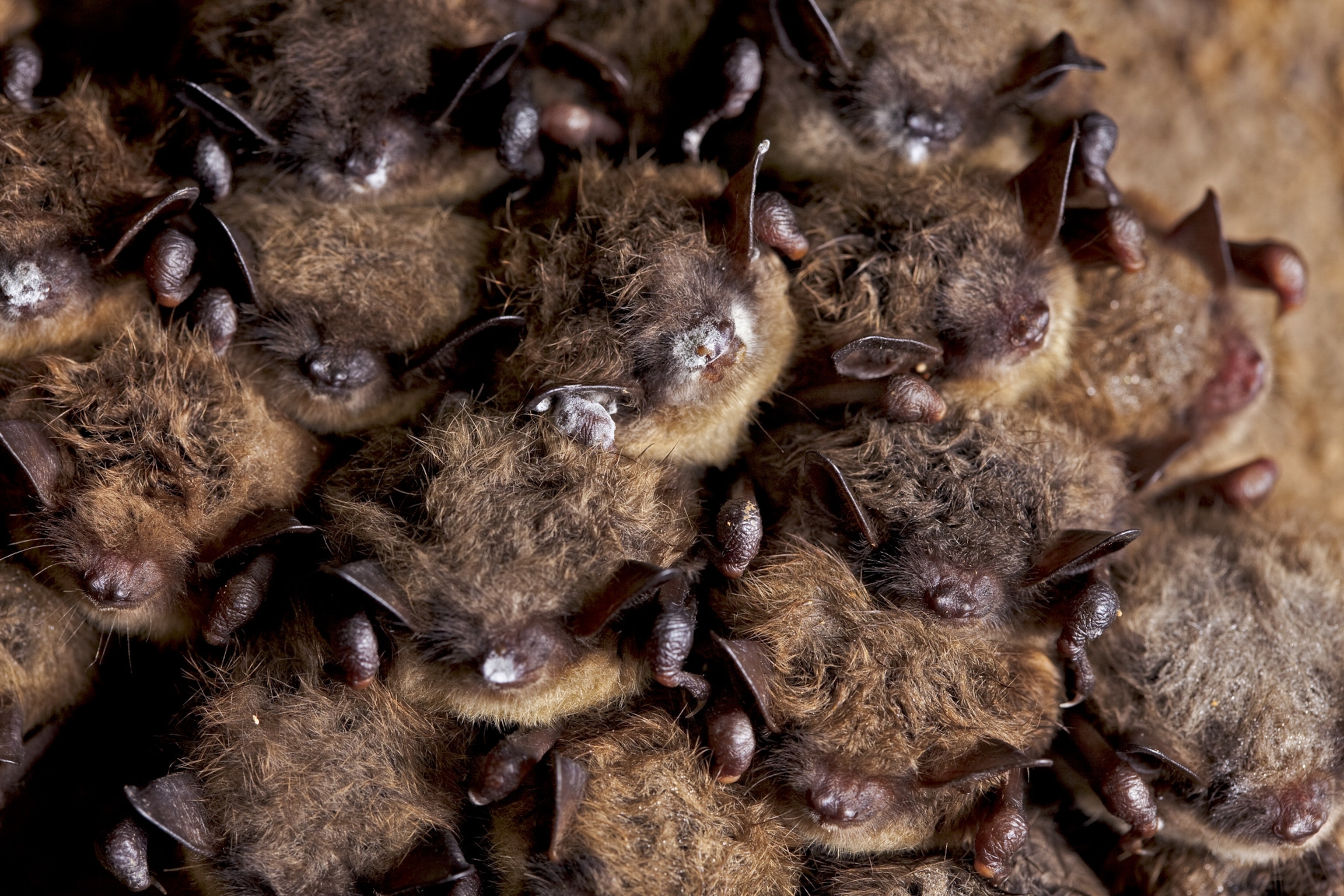 little brown bats with white-nose syndrome in a cave